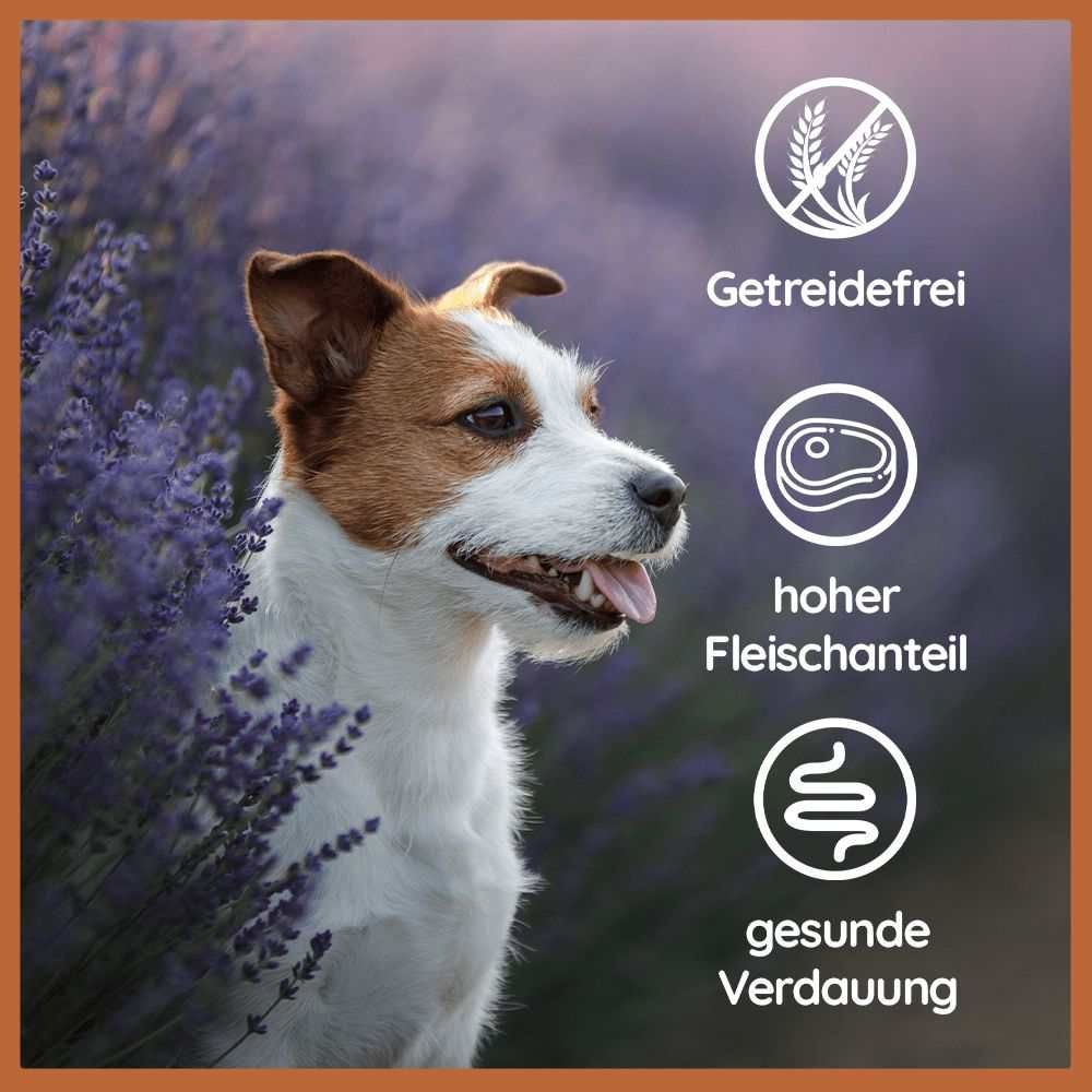 Cane accanto a illustrazioni: senza cereali, alto contenuto di carne, digestione sana. Sfondo: fiori di lavanda.