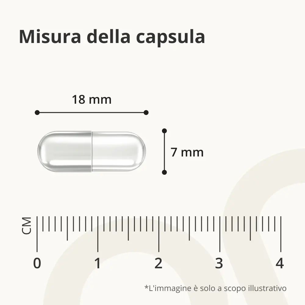 Capsula. Dimensioni: 18 mm x 7 mm. Scala in mm.