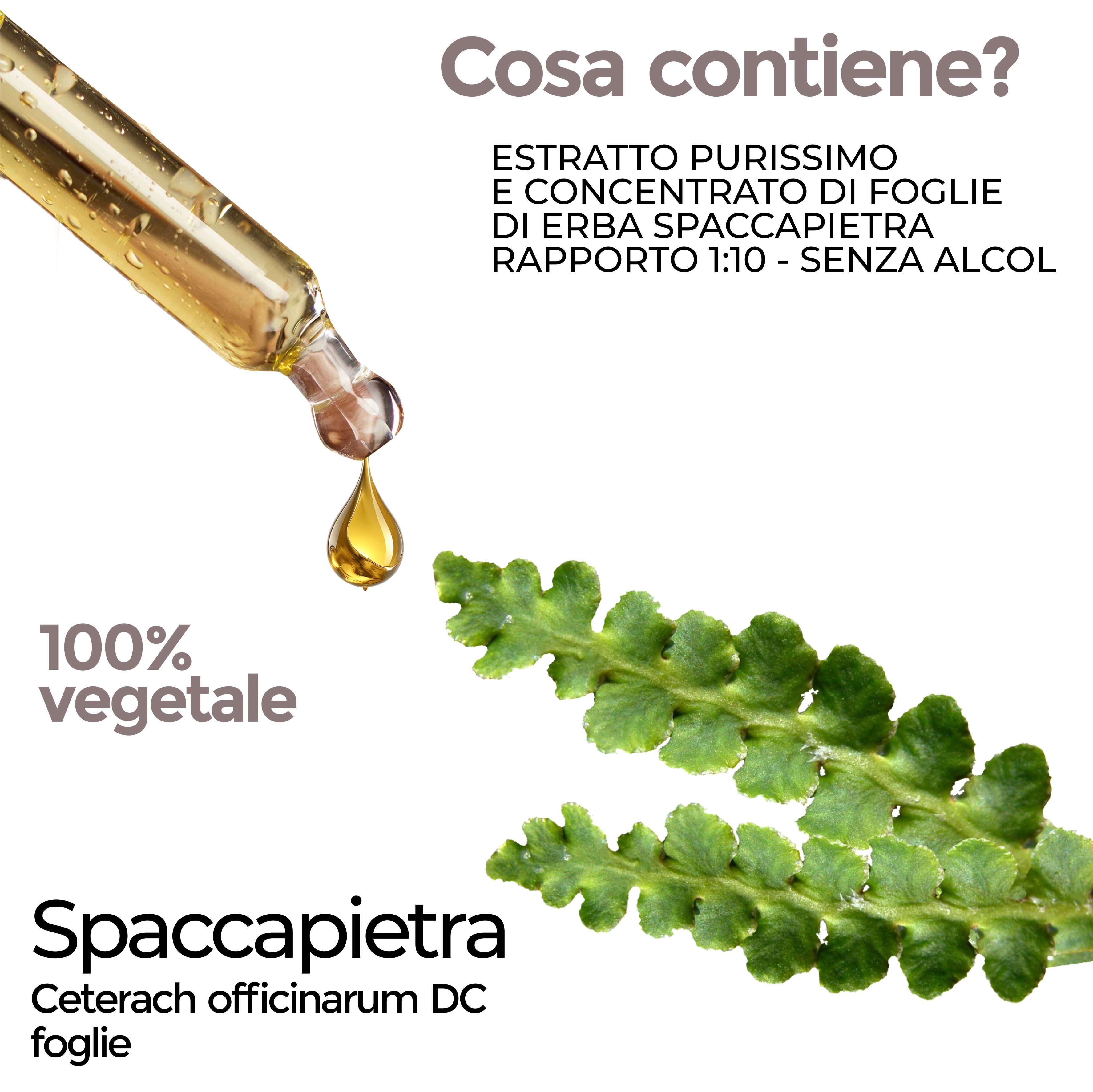 Primo piano di un contagocce con goccia e foglie. Testo: 100% vegetale, Spaccapietra, Ceterach officinarum DC foglie.