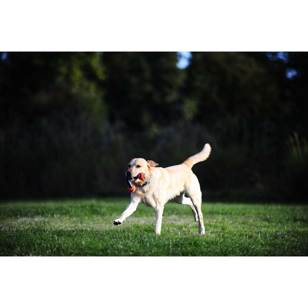 Un cane corre in un campo, portando un giocattolo arancione a strisce blu. Il giocattolo è collegato da un nastro blu.