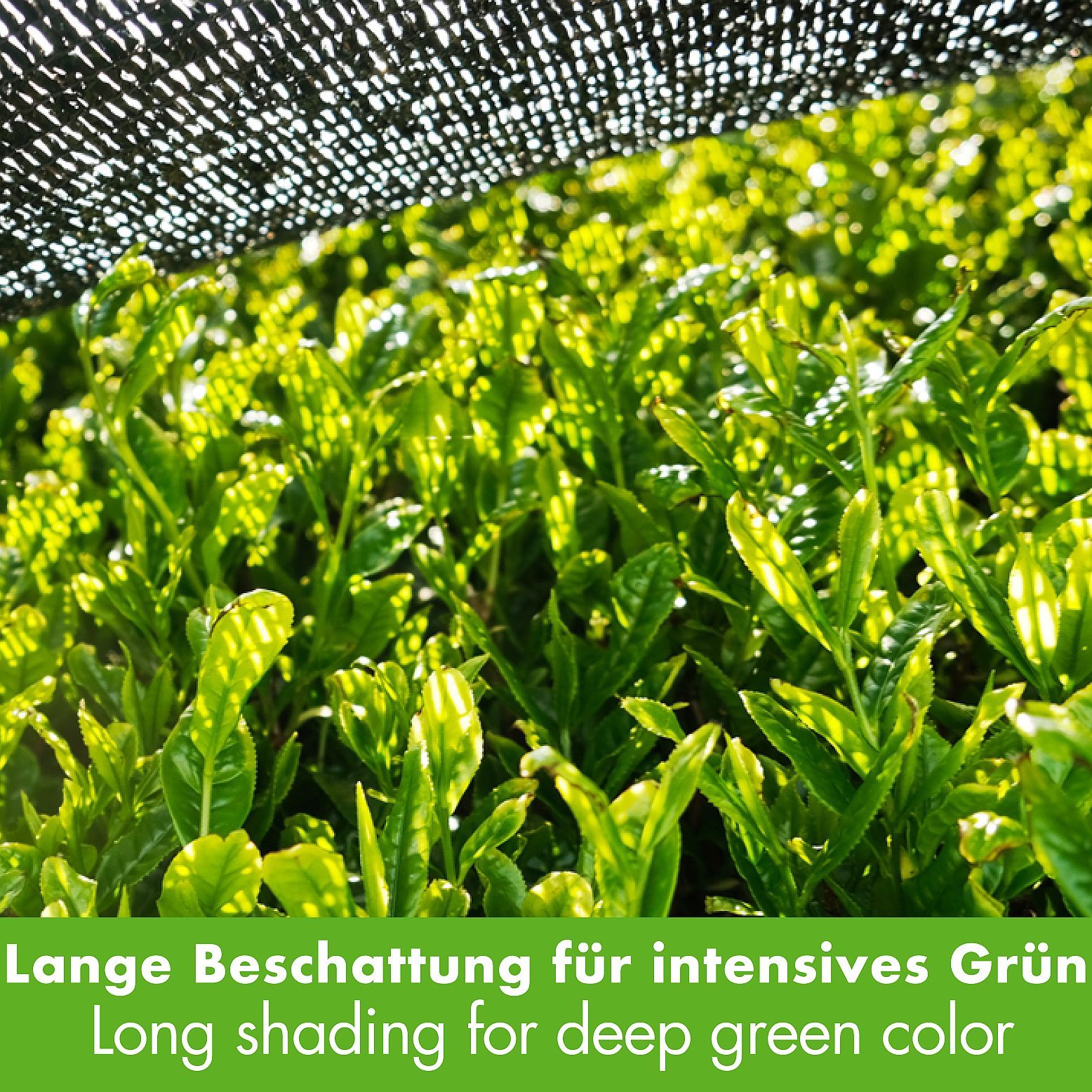 Foglie di tè verdi sotto rete nera. Testo: Lunga ombreggiatura per un colore verde intenso.