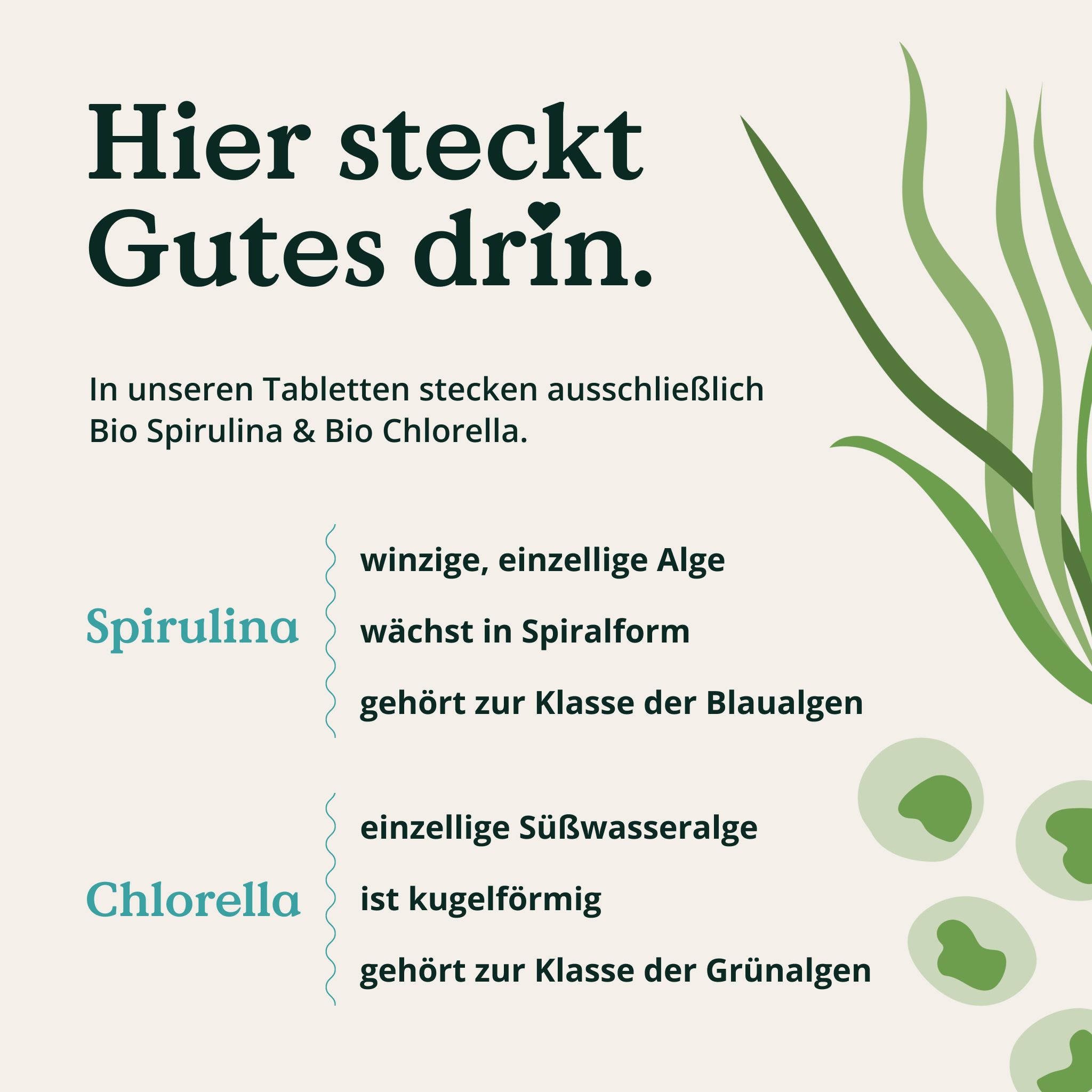 Rappresentazione delle alghe Spirulina e Chlorella.
