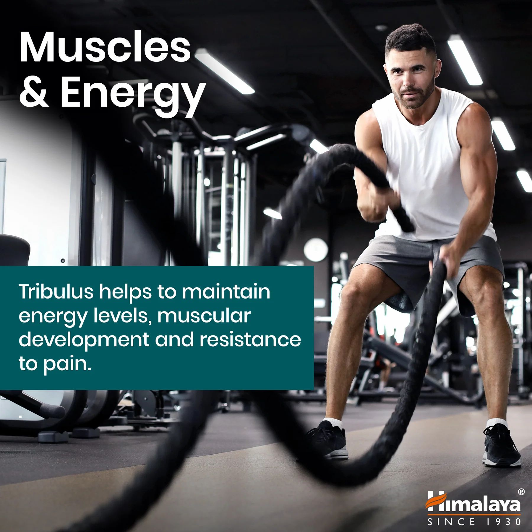 Uomo che si allena in palestra. Testo: Tribulus supporta lo sviluppo muscolare e i livelli di energia.