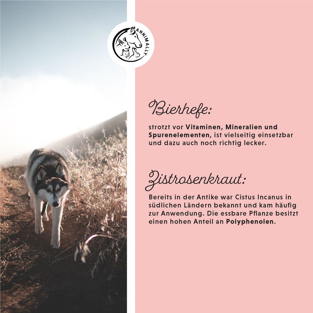 Sfondo rosa con testo. Logo: Annimally. Testo sul lievito di birra e cisto. Immagine: cane su un sentiero.