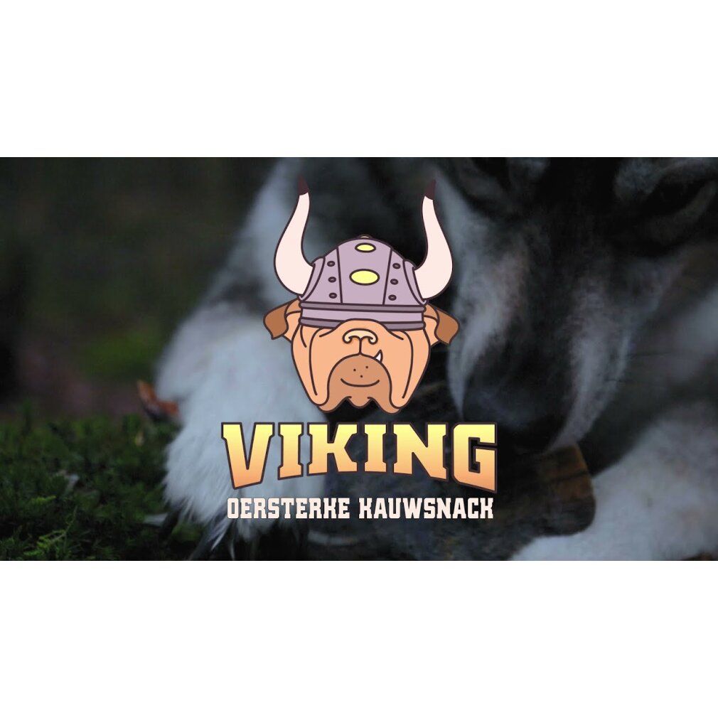 Corno di torsione vichingo m