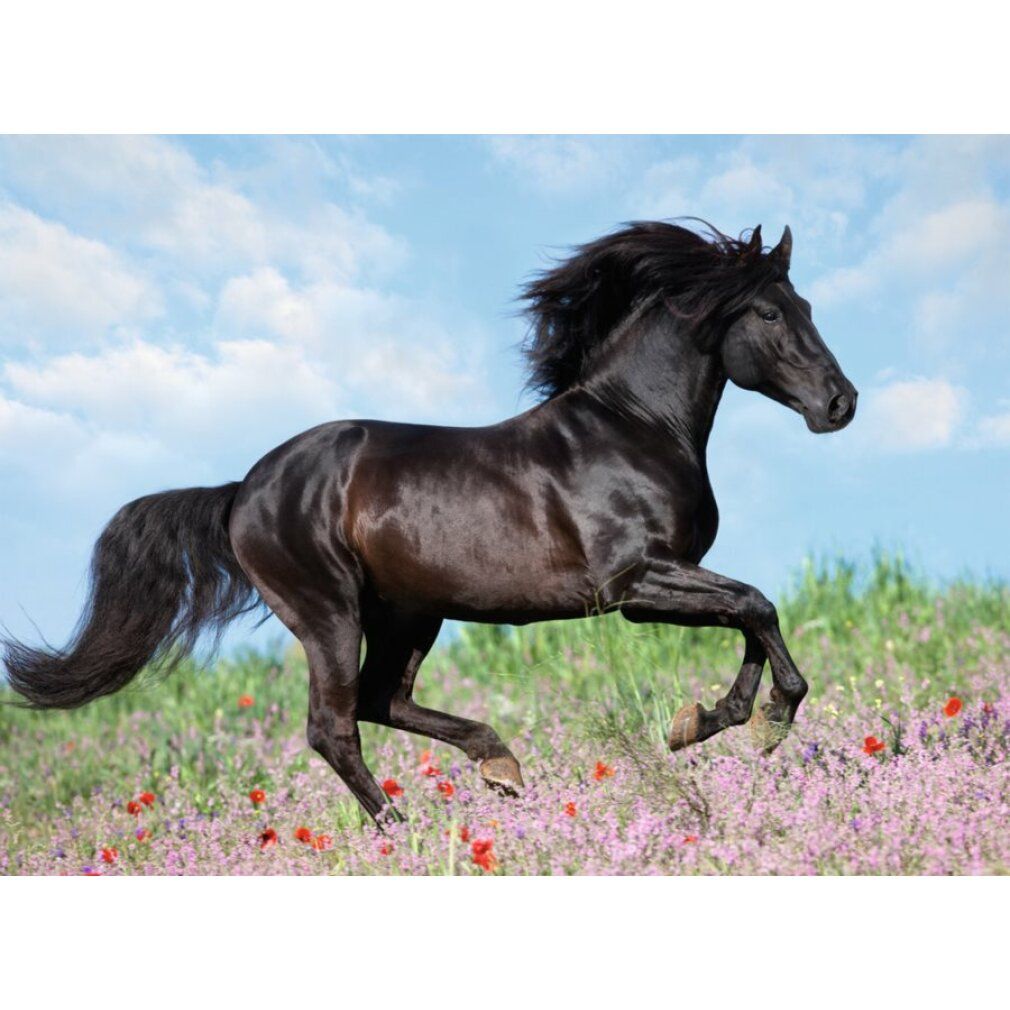 Pz. Schwarzer Hengst 200T. Cavallo nero al galoppo in un prato fiorito. Cielo blu con nuvole sullo sfondo.