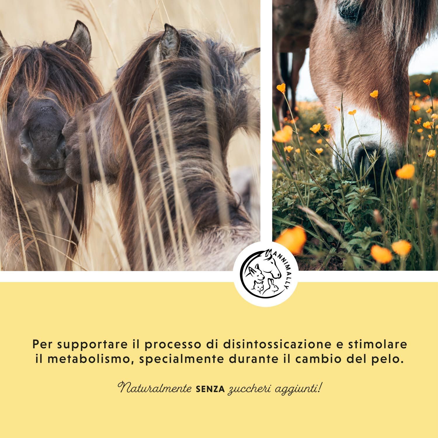 Due cavalli in un prato. Testo: Per supportare il processo di disintossicazione e stimolare il metabolismo.