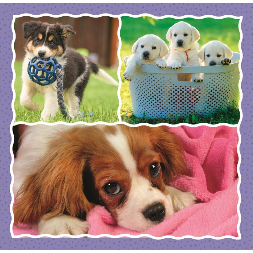 Tre immagini di cuccioli. Un cucciolo con una palla, tre cuccioli in un cesto e un cane su una coperta rosa. Cornice viola.