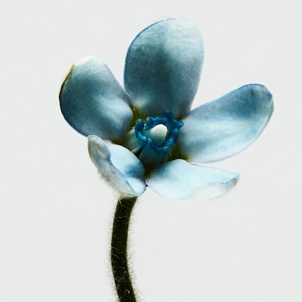Fiore blu chiaro con cinque petali e stelo scuro. Il fiore ha una consistenza vellutata.