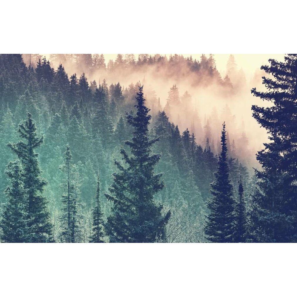 Paesaggio forestale con alberi e nebbia. Alberi in primo piano, nebbia sullo sfondo. Scena naturale.