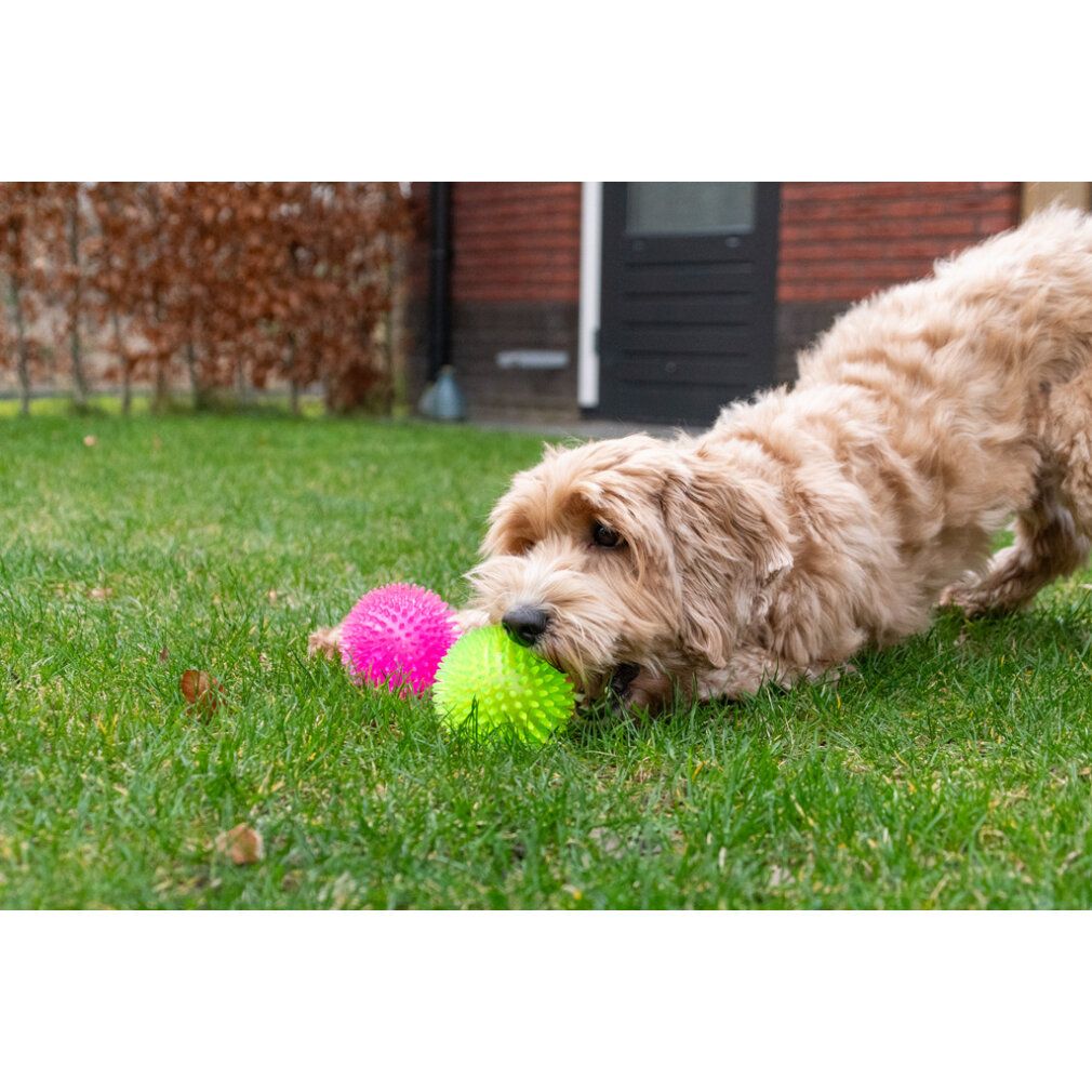 Cane con due palle sull'erba. Una verde, una rosa. Il cane ne tiene una.