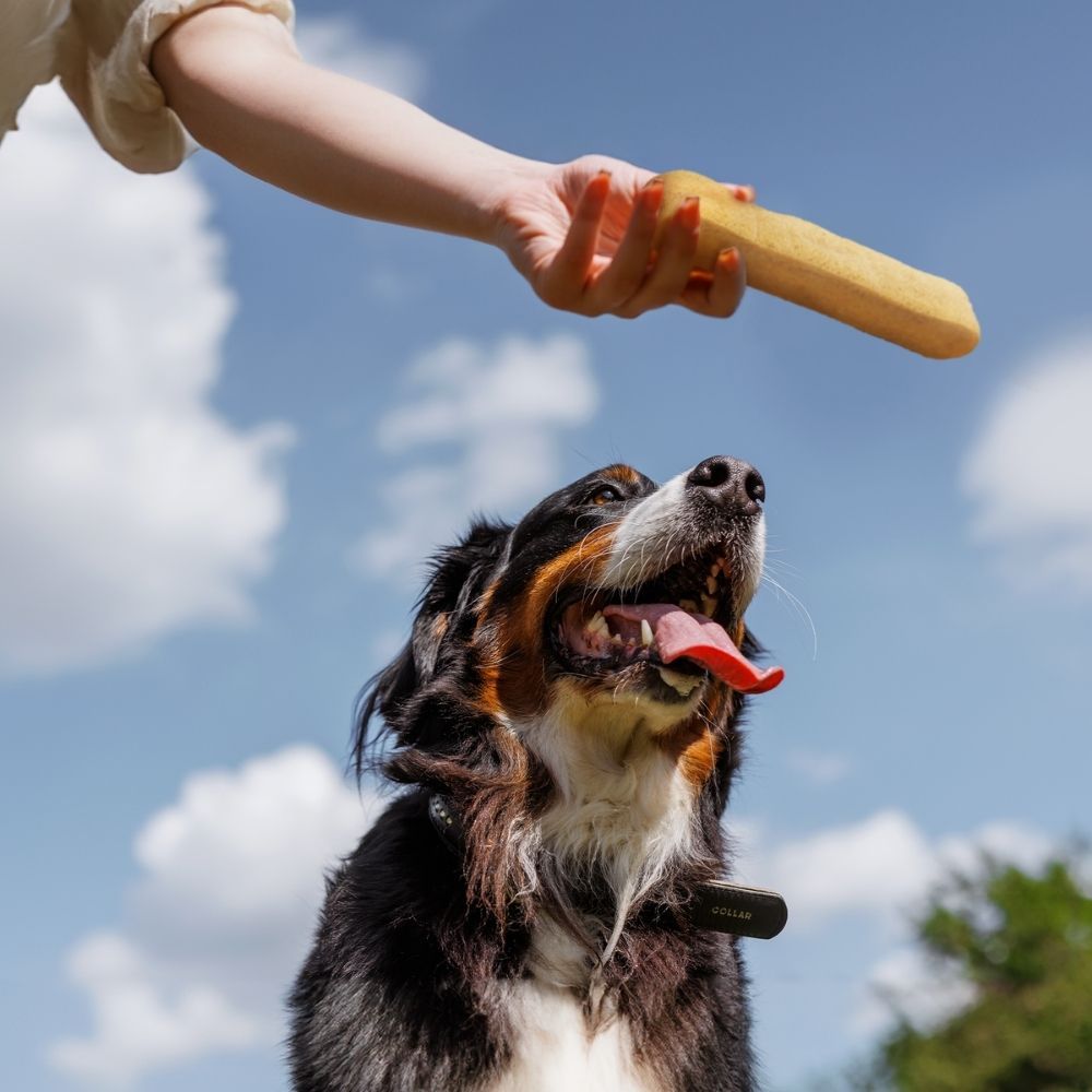 Una mano tiene uno snack masticabile giallastro sopra un cane che guarda in alto.
