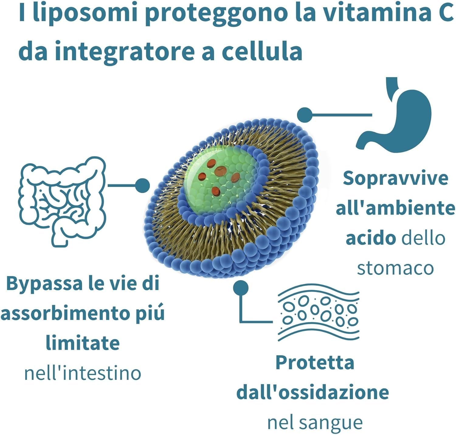 Schema. I liposomi proteggono la vitamina C. Vantaggi: Bypassano l'assorbimento limitato, proteggono dall'ossidazione.