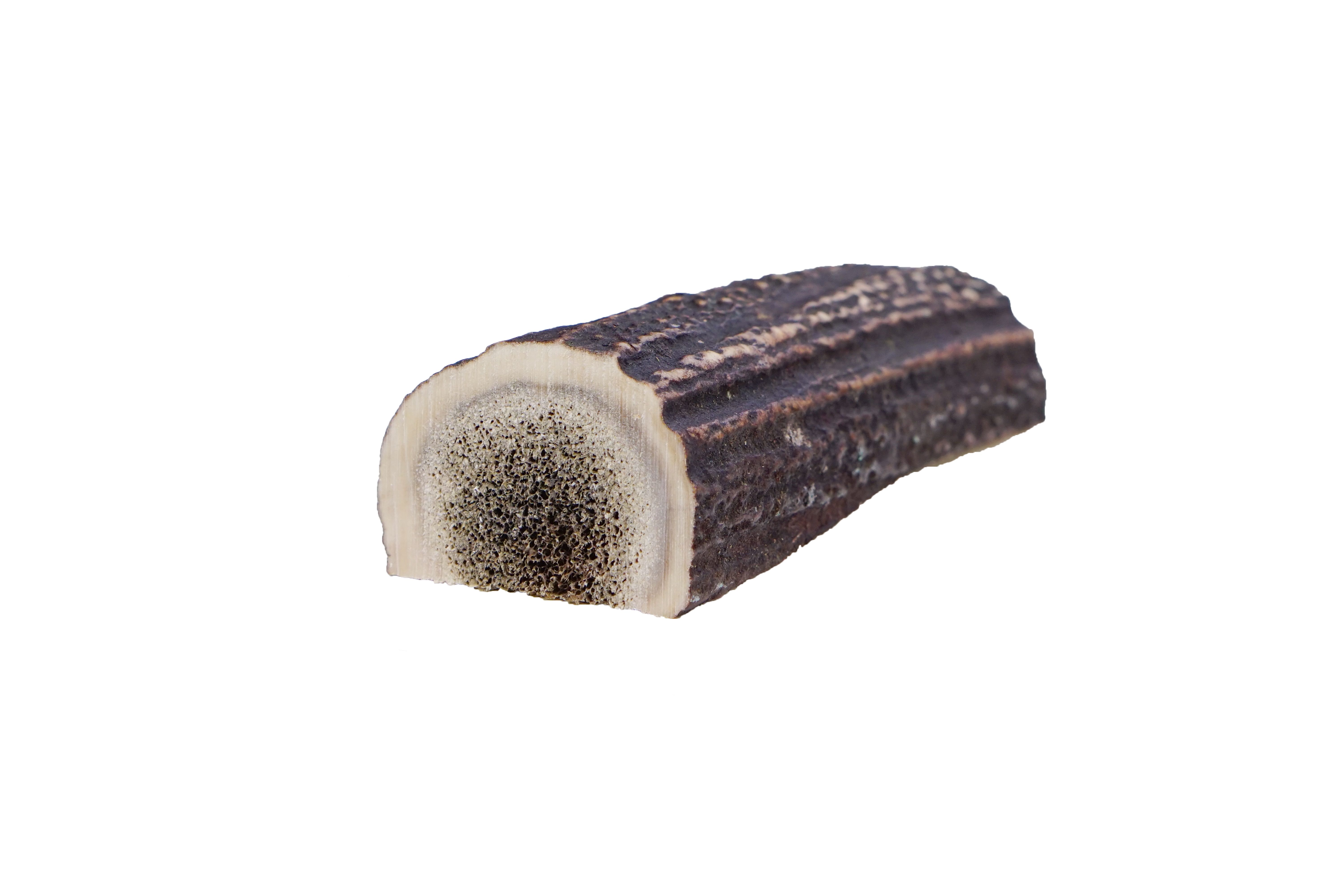 Pezzo di corno di cervo a metà. Esterno marrone, interno chiaro con punti scuri. Forma naturale, su sfondo bianco.
