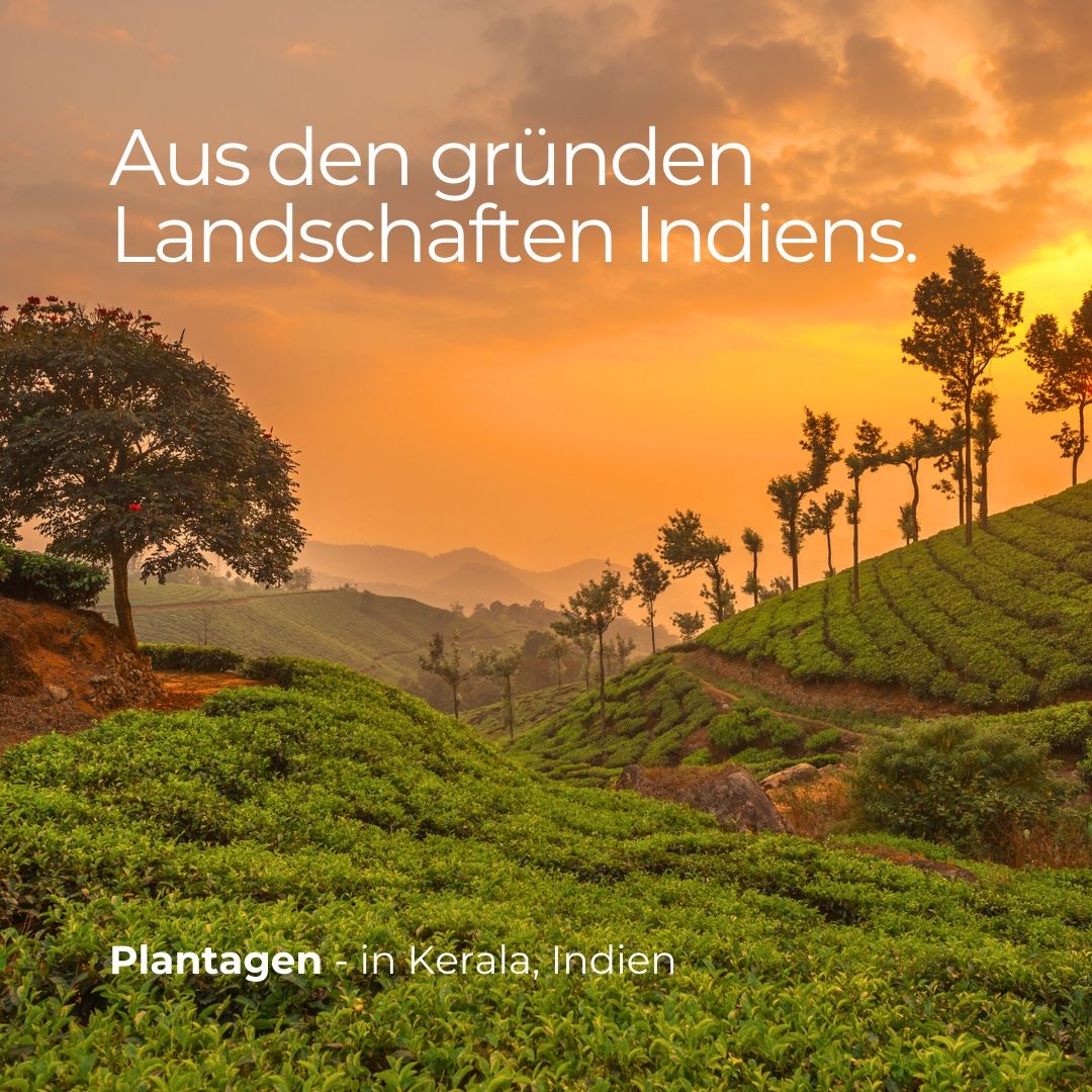 Paesaggio con piantagioni verdi e alberi sotto un cielo soleggiato. Testo: Piantagioni in Kerala, India.
