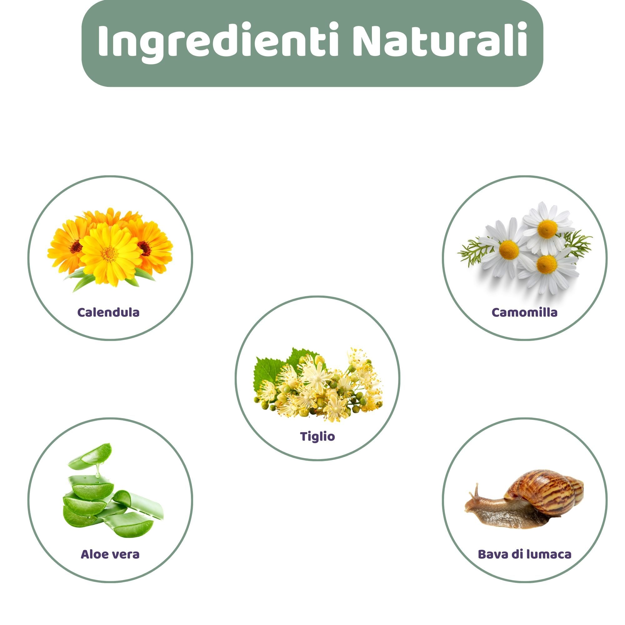 Illustrazioni circolari di ingredienti: Calendula, Camomilla, Tiglio, Aloe Vera e bava di lumaca. Testo: Ingredienti Naturali.