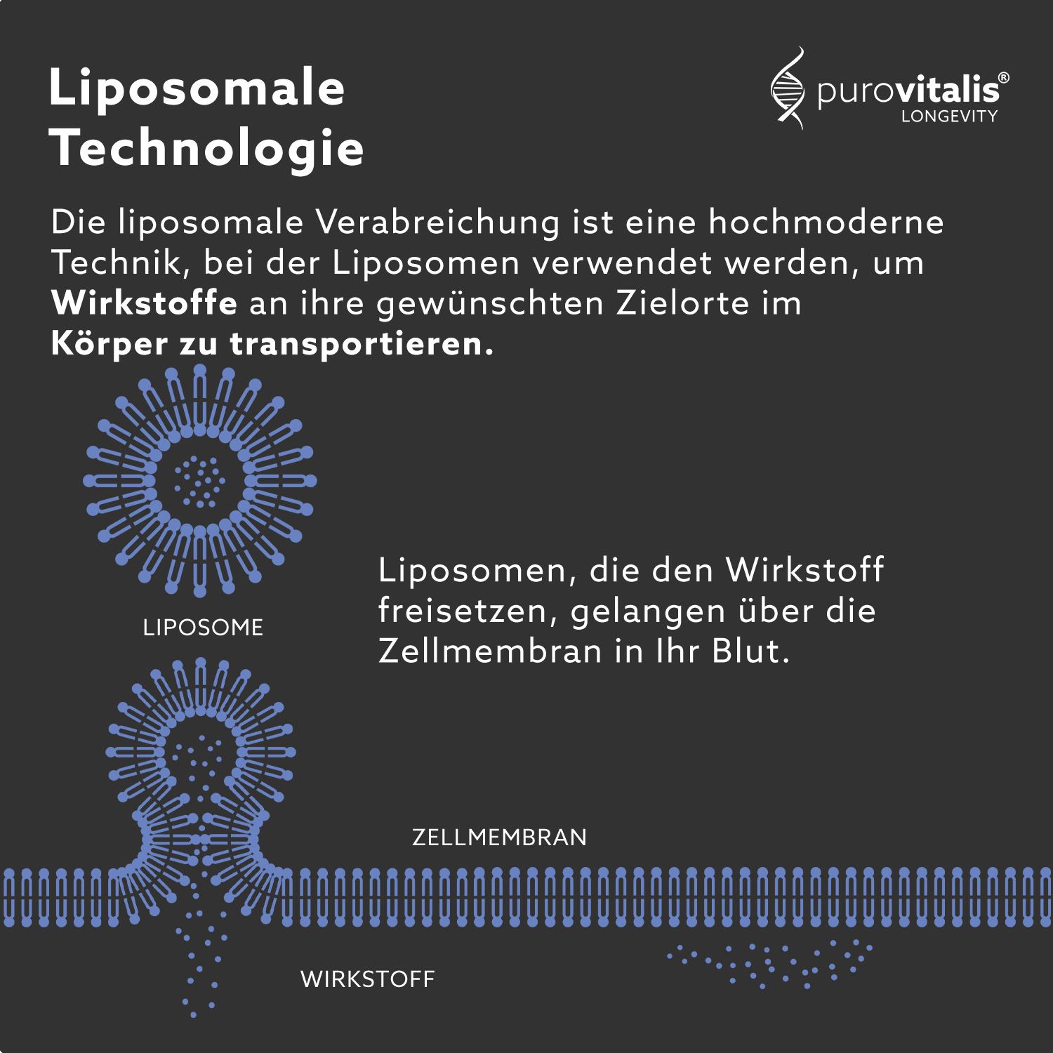 Diagramma della tecnologia liposomiale. I liposomi trasportano i principi attivi nelle cellule. Membrana cellulare.