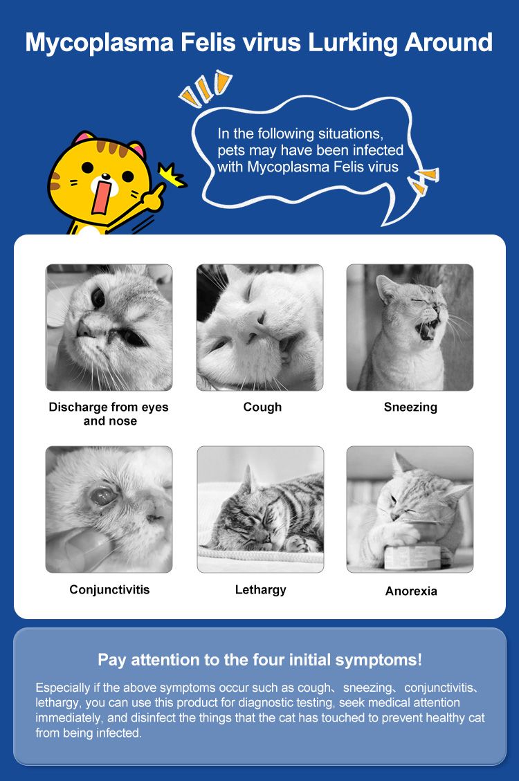 Infografica dei sintomi di Mycoplasma Felis nei gatti. Include immagini di gatti con tosse, starnuti, secrezioni, letargia e inappetenza.