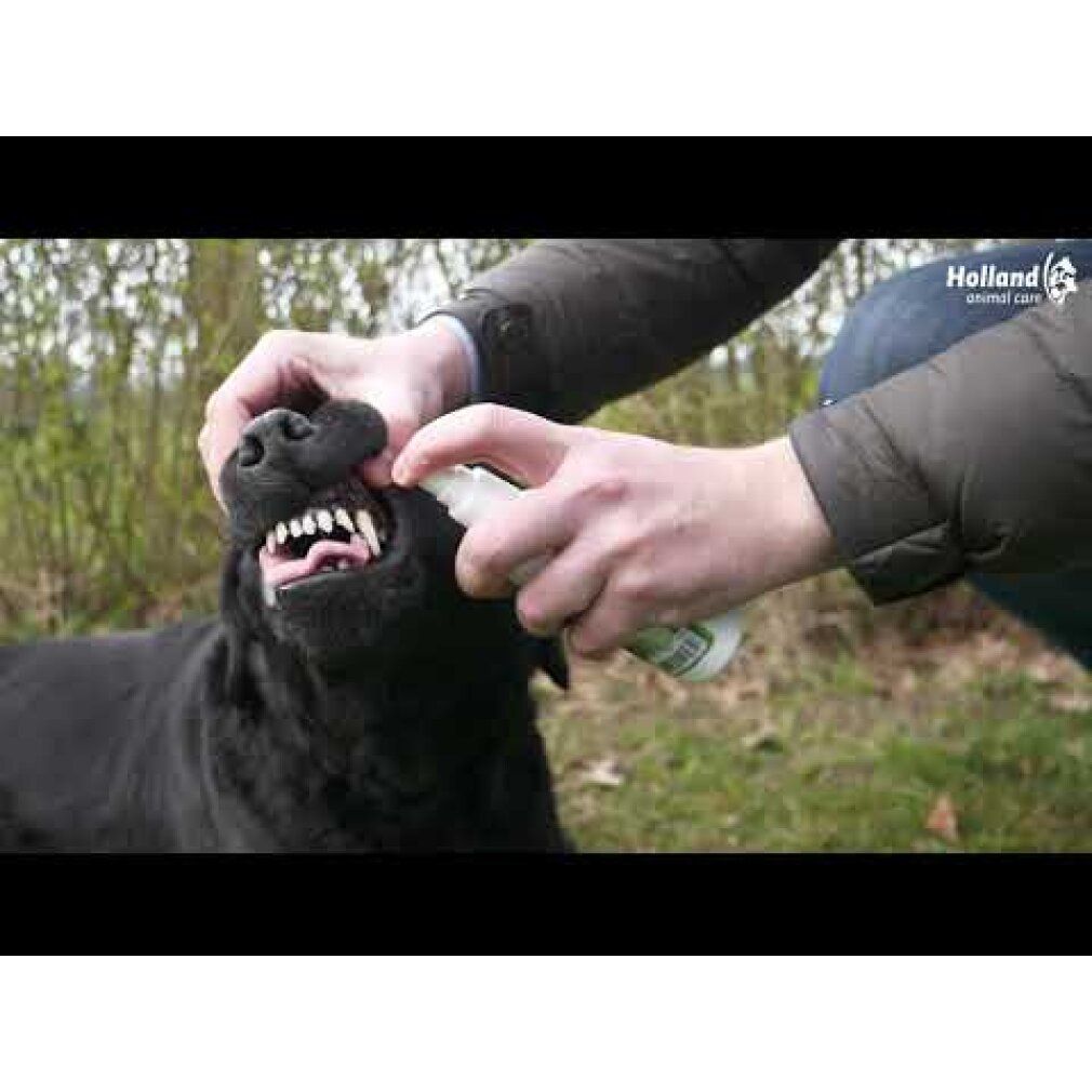 Mani spruzzano spray nella bocca di un cane nero. Il cane mostra i denti.