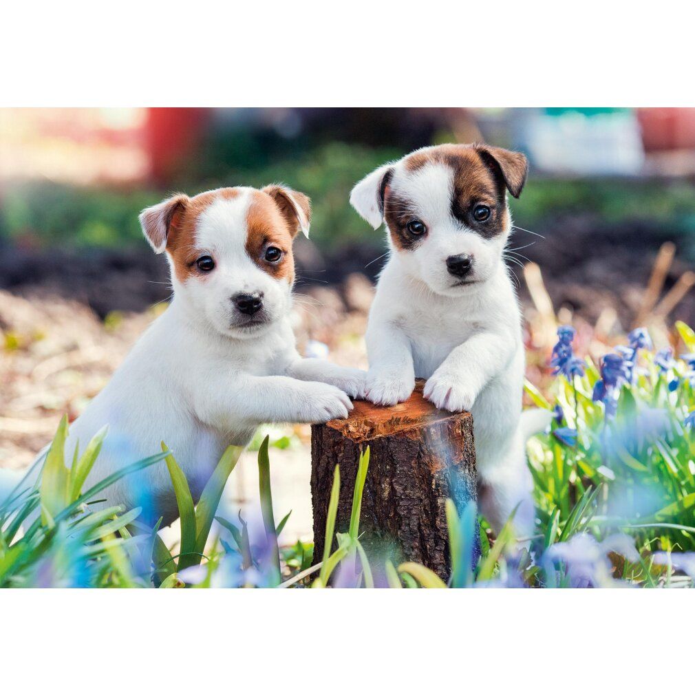 Due cuccioli bianchi con macchie marroni su un ceppo. Circondati da fiori ed erba.