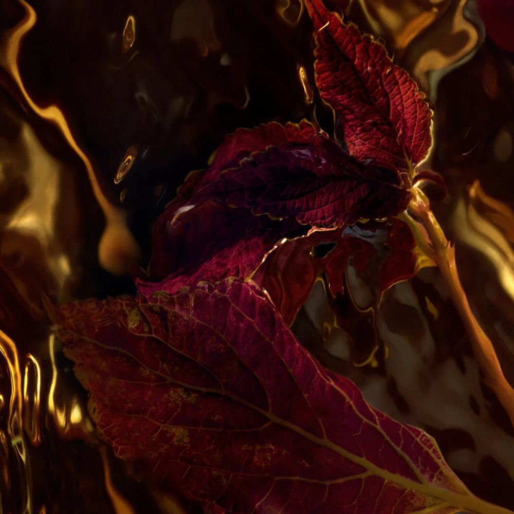 Primo piano di foglie rosse in un liquido dorato. Le foglie hanno venature rosse e gialle.