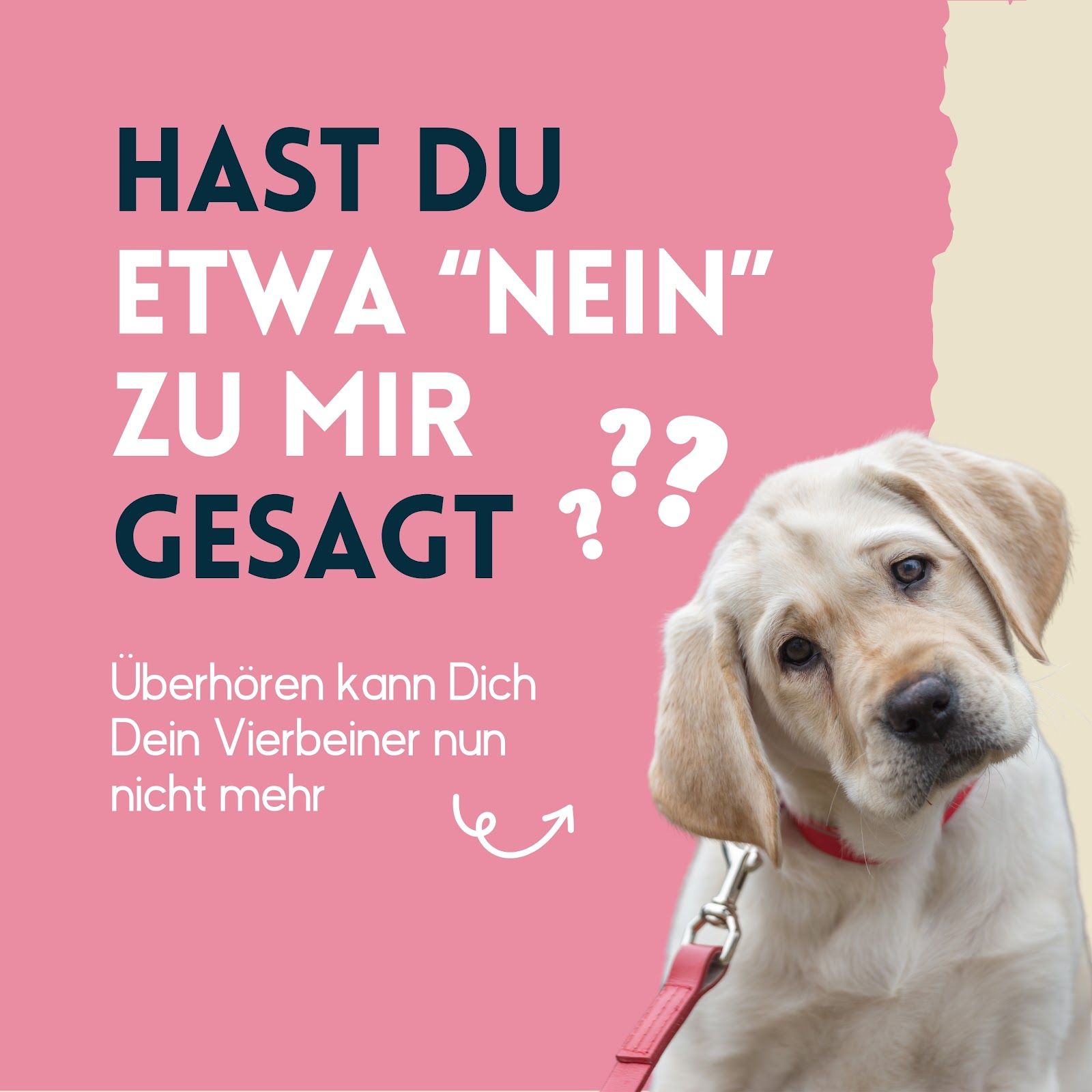 Cane bianco con collare rosso, testo: Hast du etwa "Nein" zu mir gesagt? Überhören kann Dich Dein Vierbeiner nun nicht mehr.