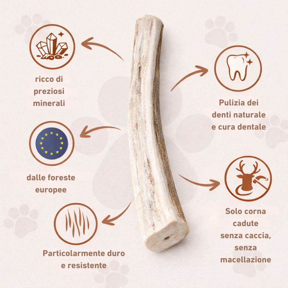 Un corno di cervo da masticare. Il bastone è marrone chiaro. Le frecce puntano a simboli: minerali, denti, bandiera UE, durezza, cervo.