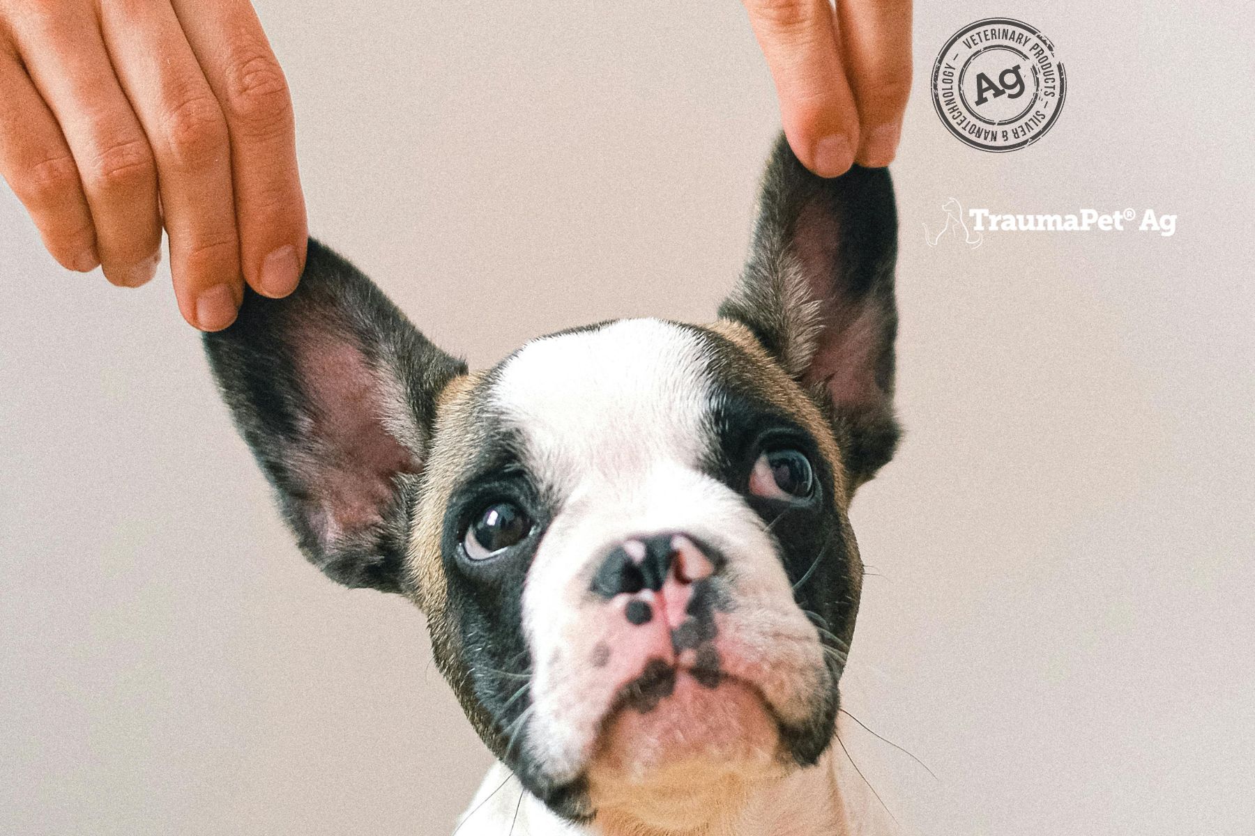 Mani che tengono le orecchie di un cane. Logo: TraumaPet Ag, Veterinarian Approved. Cane: bianco e nero, guarda avanti.