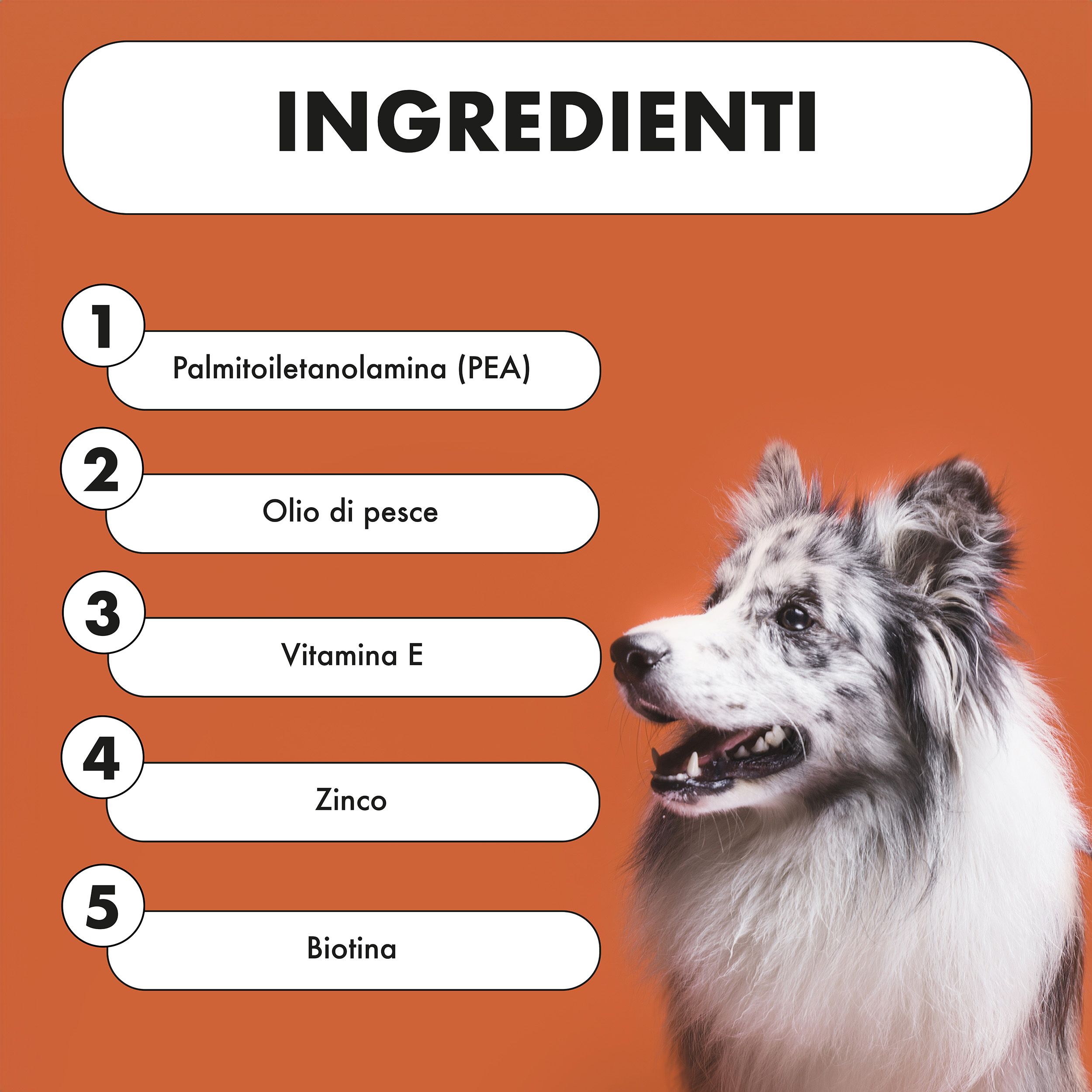 Cane accanto al testo: Ingredienti. 5 ingredienti: Palmitoil, olio di pesce, Vitamina E, Zinco, Biotina.