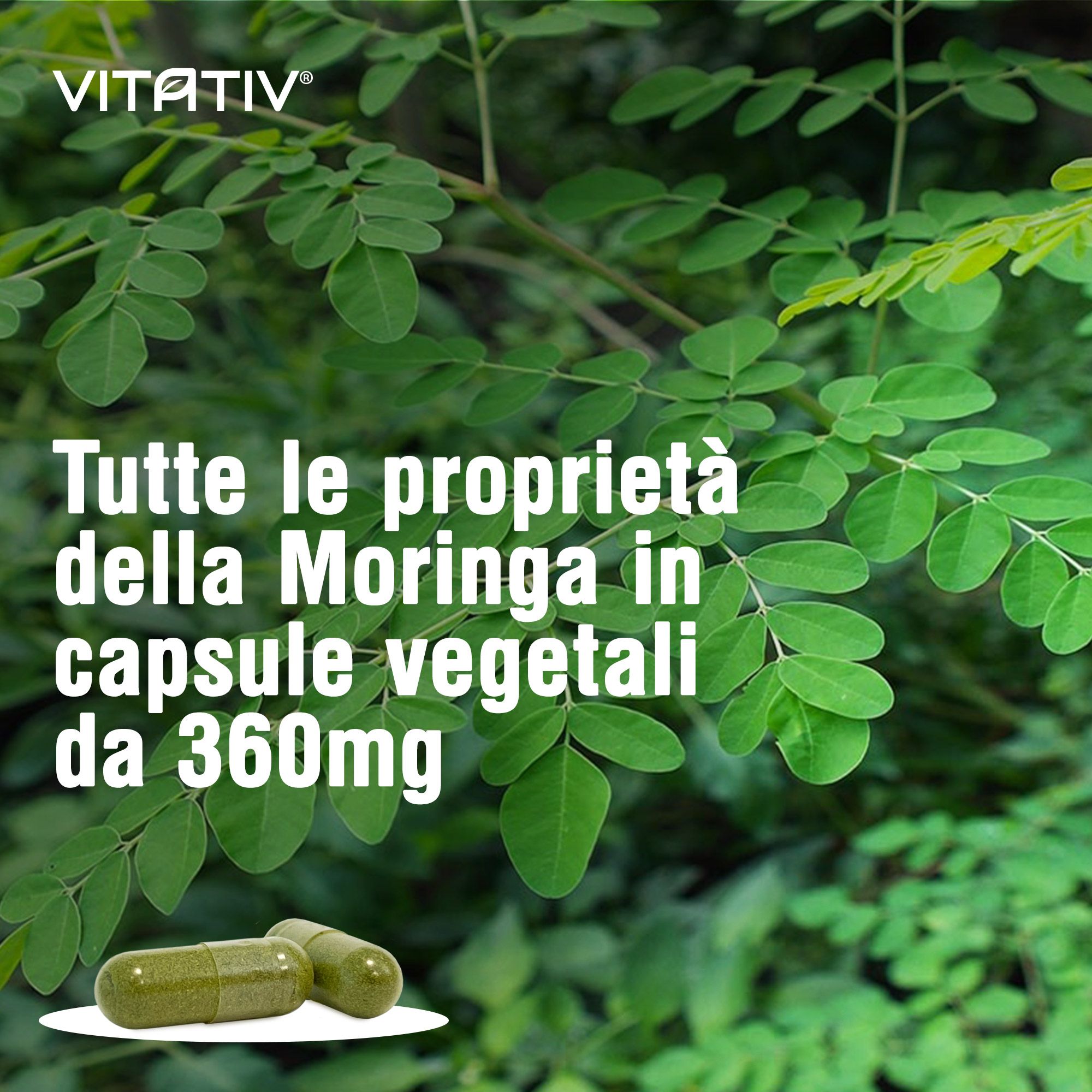 Due capsule vegetali di Moringa verdi su piedistallo bianco, con foglie sullo sfondo.