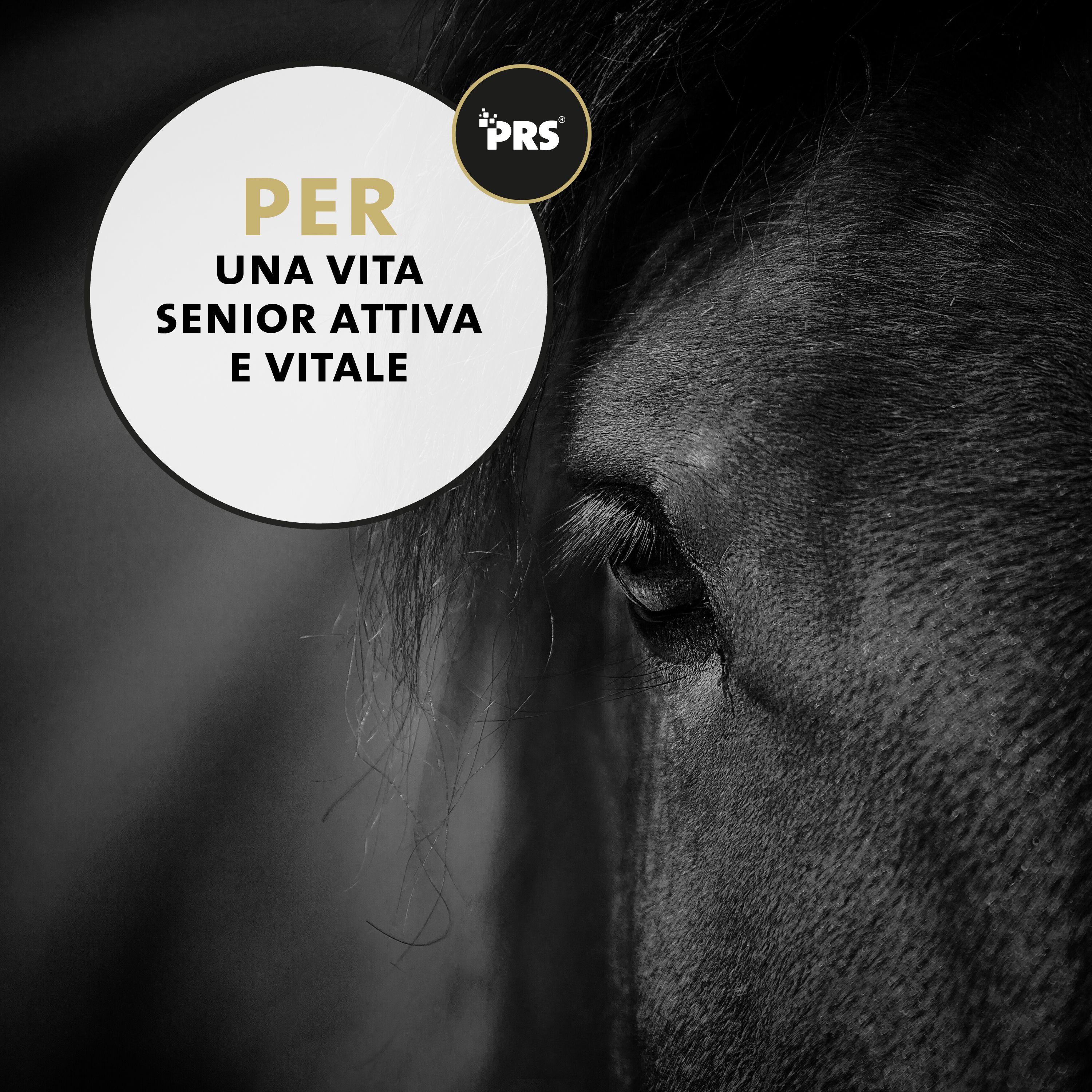 Primo piano dell'occhio di un cavallo, cerchio con testo per una vita senior attiva e vitale.