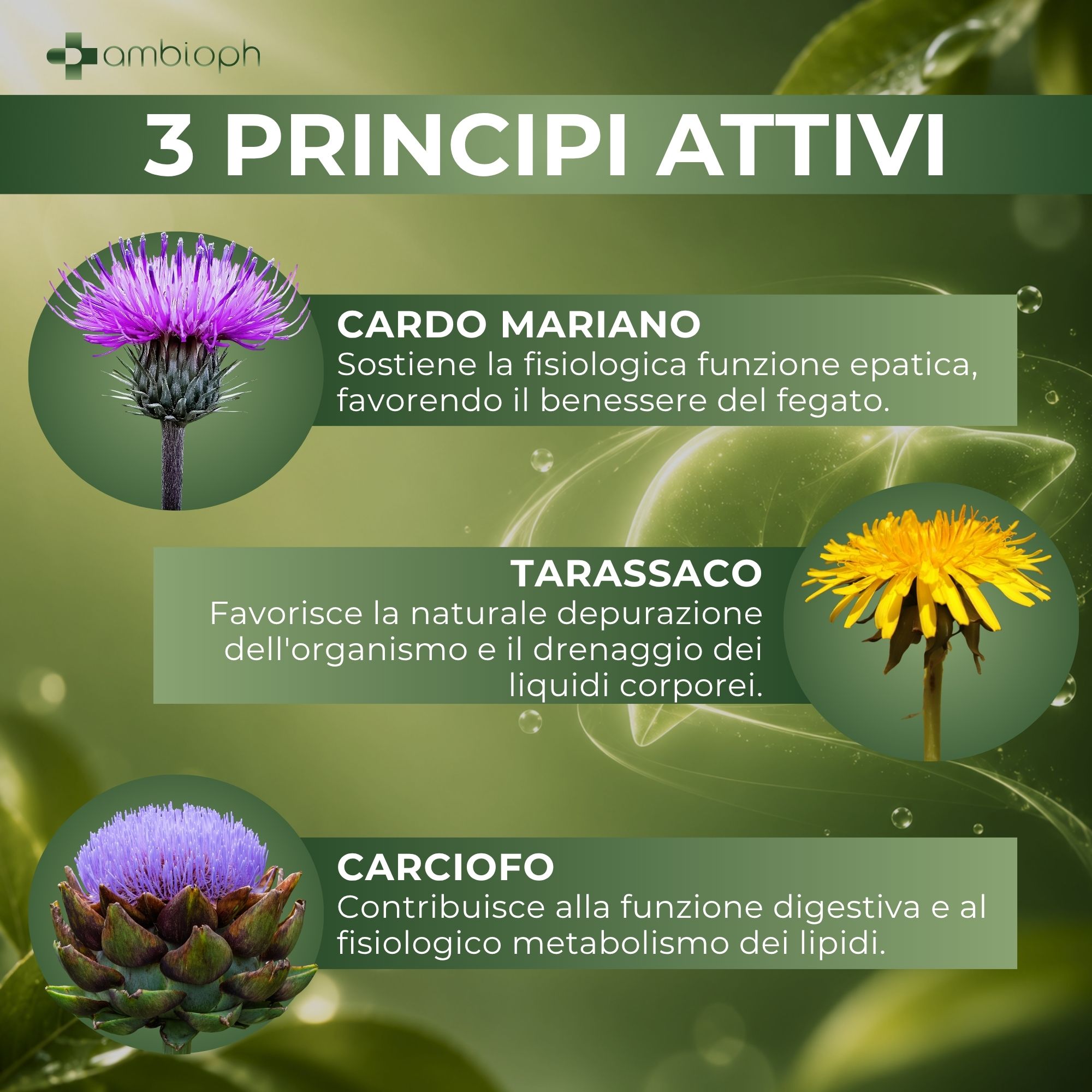 Illustrazioni di Cardo Mariano, Tarassaco e Carciofo con descrizioni.