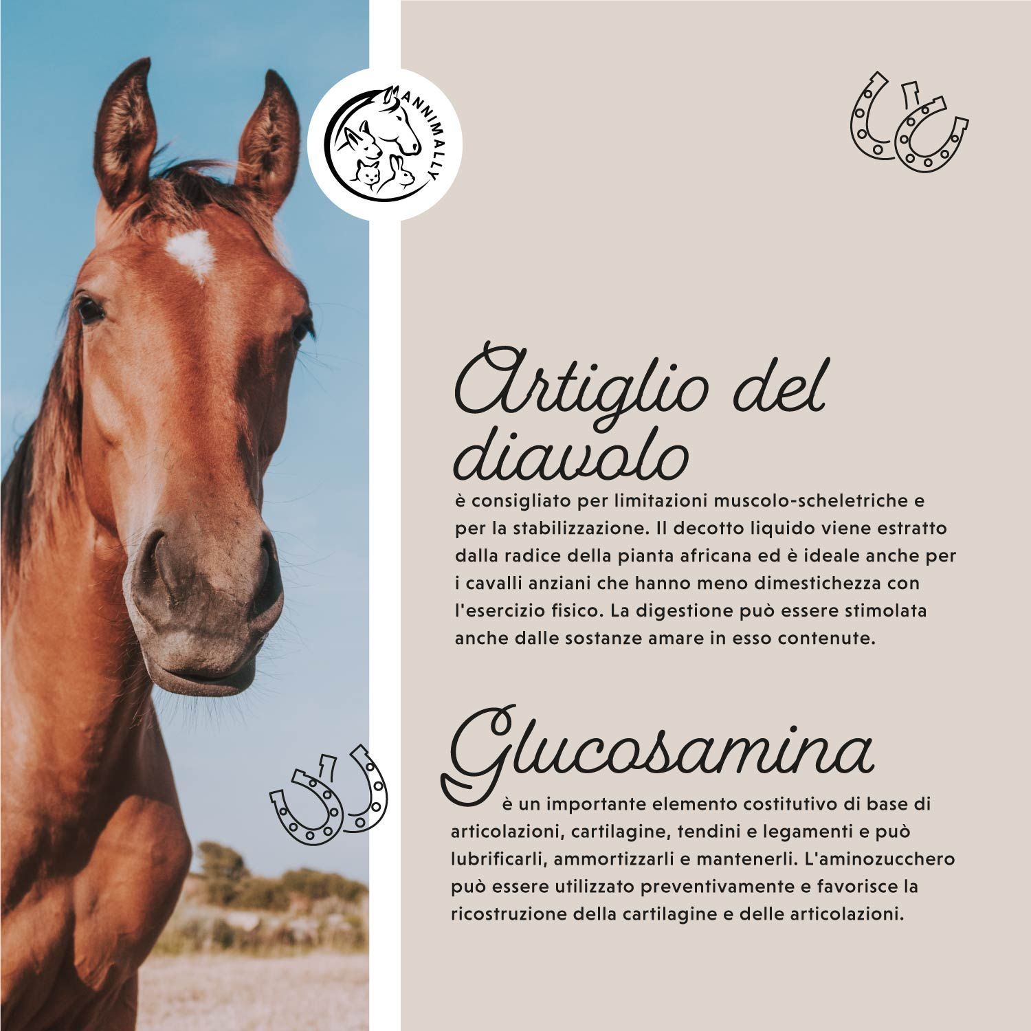 Testa di cavallo. Testo: Artiglio del diavolo, Glucosammina. Integratore per cavalli anziani.