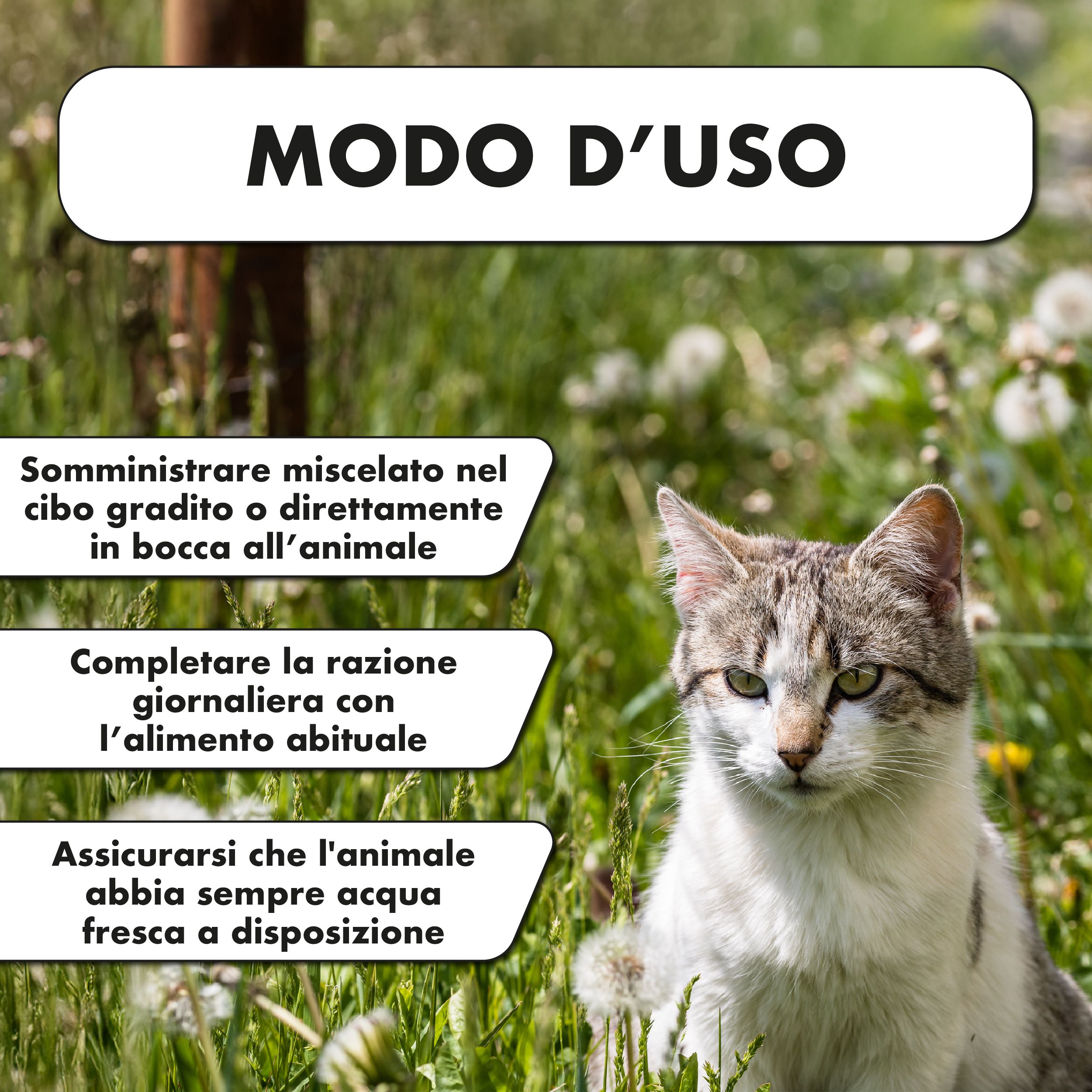 Gatto nell'erba. Testo: Modo d'uso: Miscelare, completare, acqua fresca.