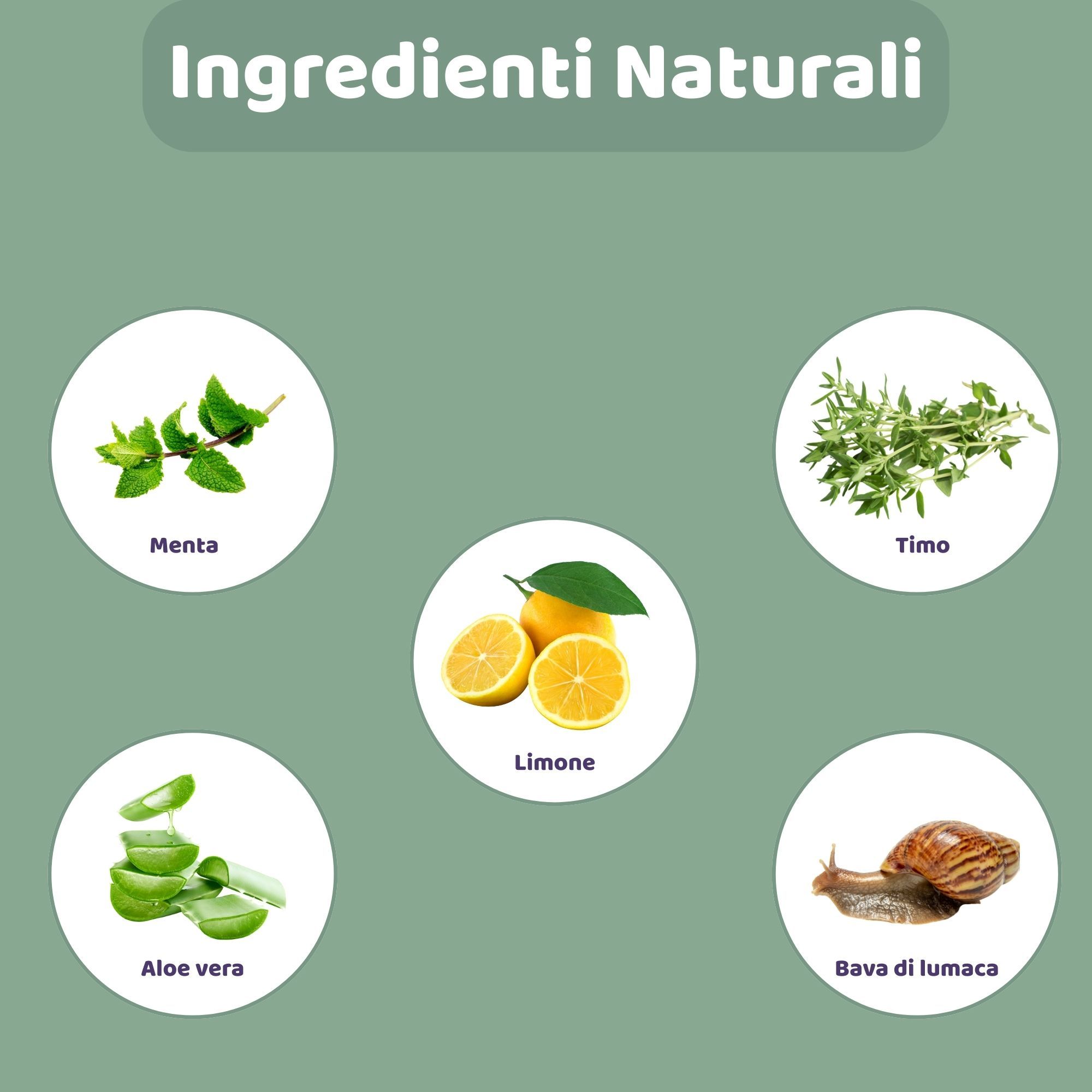 Illustrazioni circolari di ingredienti naturali: menta, limone, timo, aloe vera e bava di lumaca.
