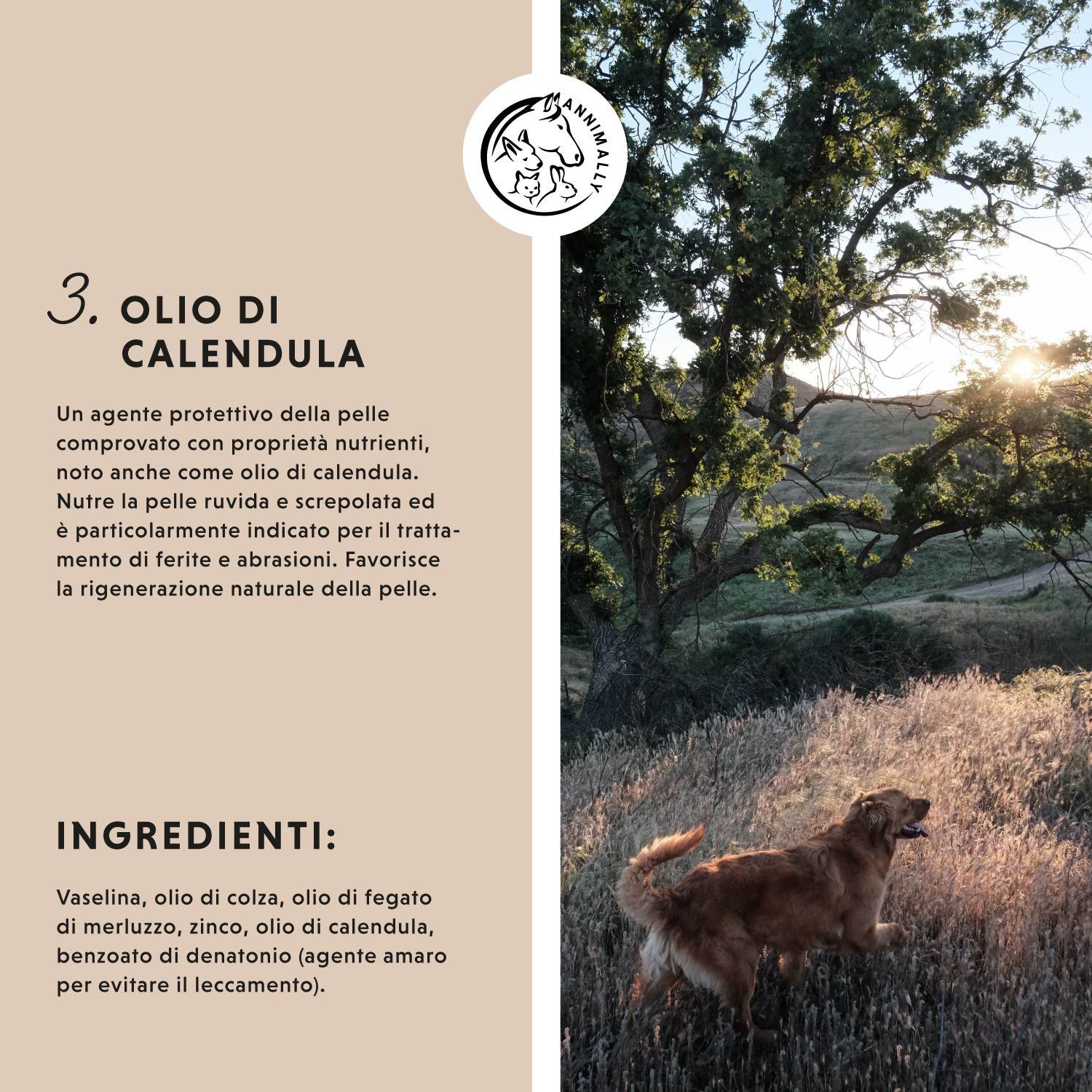 Testo su sfondo marrone. 3. OLIO DI CALENDULA. Ingredienti. Cane sull'erba.