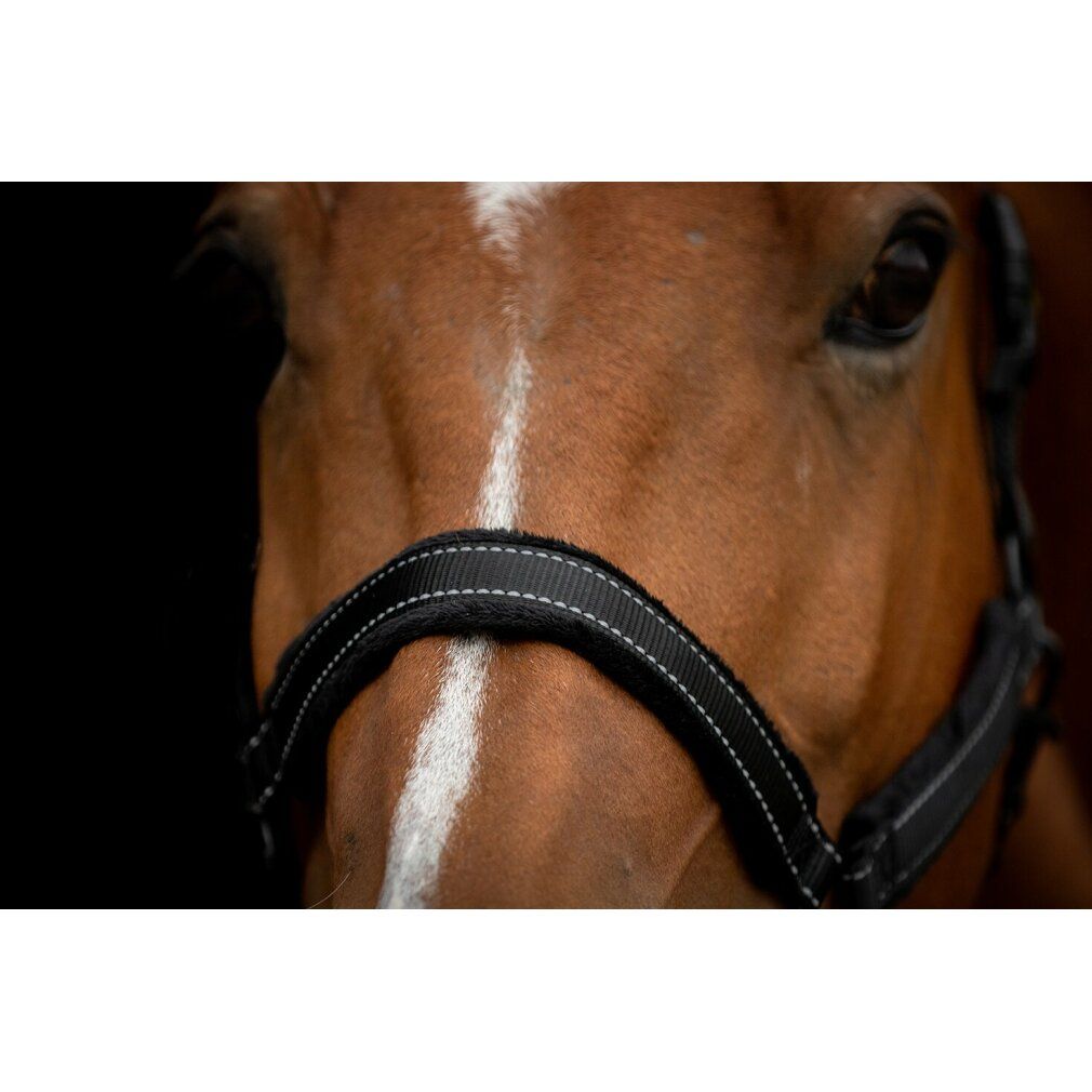 Cavezza nera con cucitura bianca. Primo piano della testa del cavallo. Capezzina imbottita.