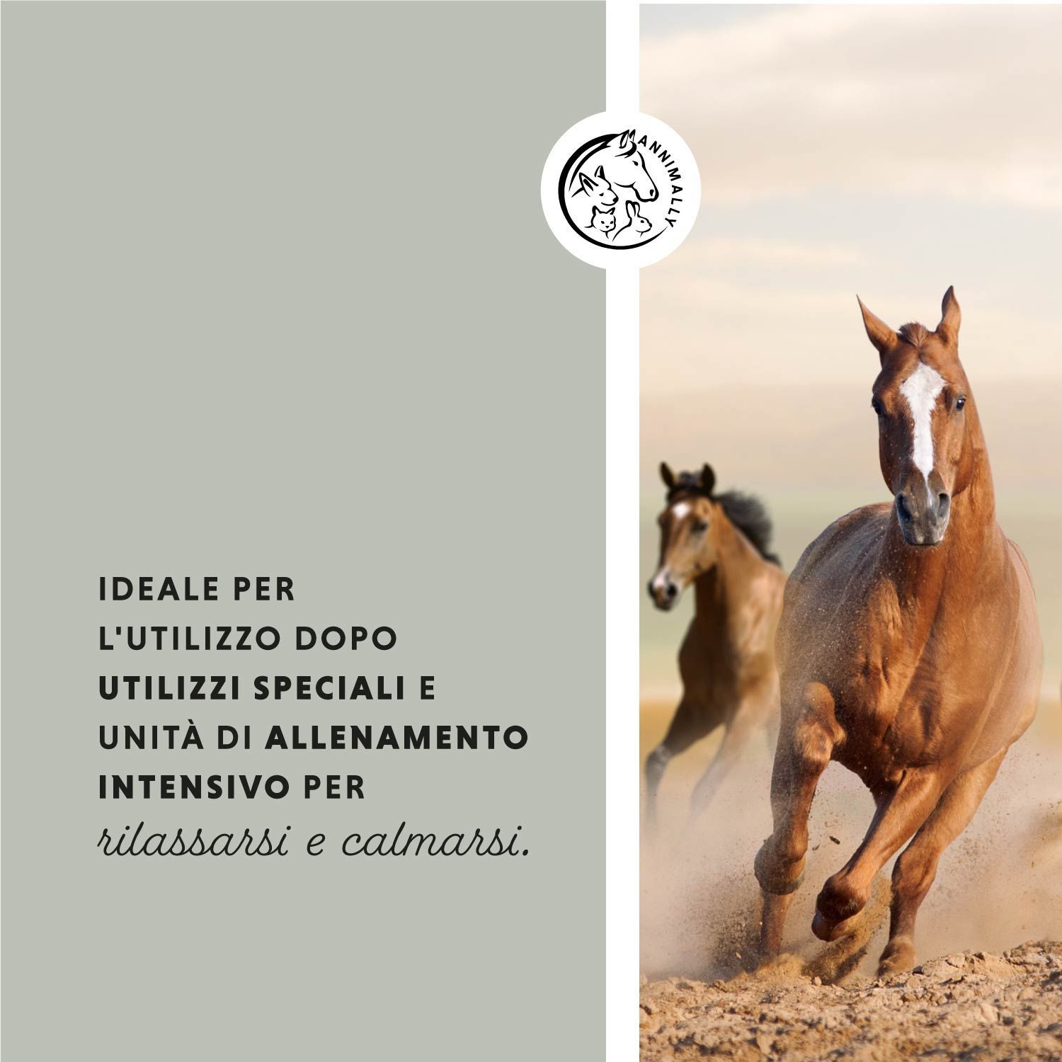 Cavallo marrone che corre. Testo: Ideale per l'uso dopo utilizzi speciali e unità di allenamento intensivo per rilassarsi e calmarsi. Logo: cavallo e animale.
