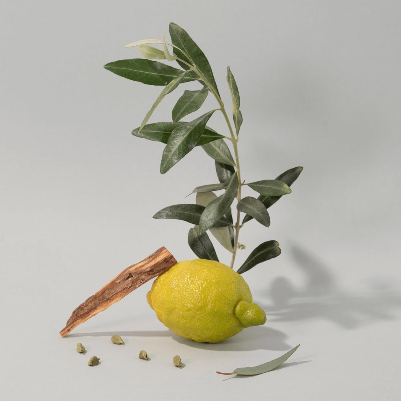 Limone, ramo d'ulivo, spezie. Su sfondo chiaro. Ingredienti per composizione profumata.