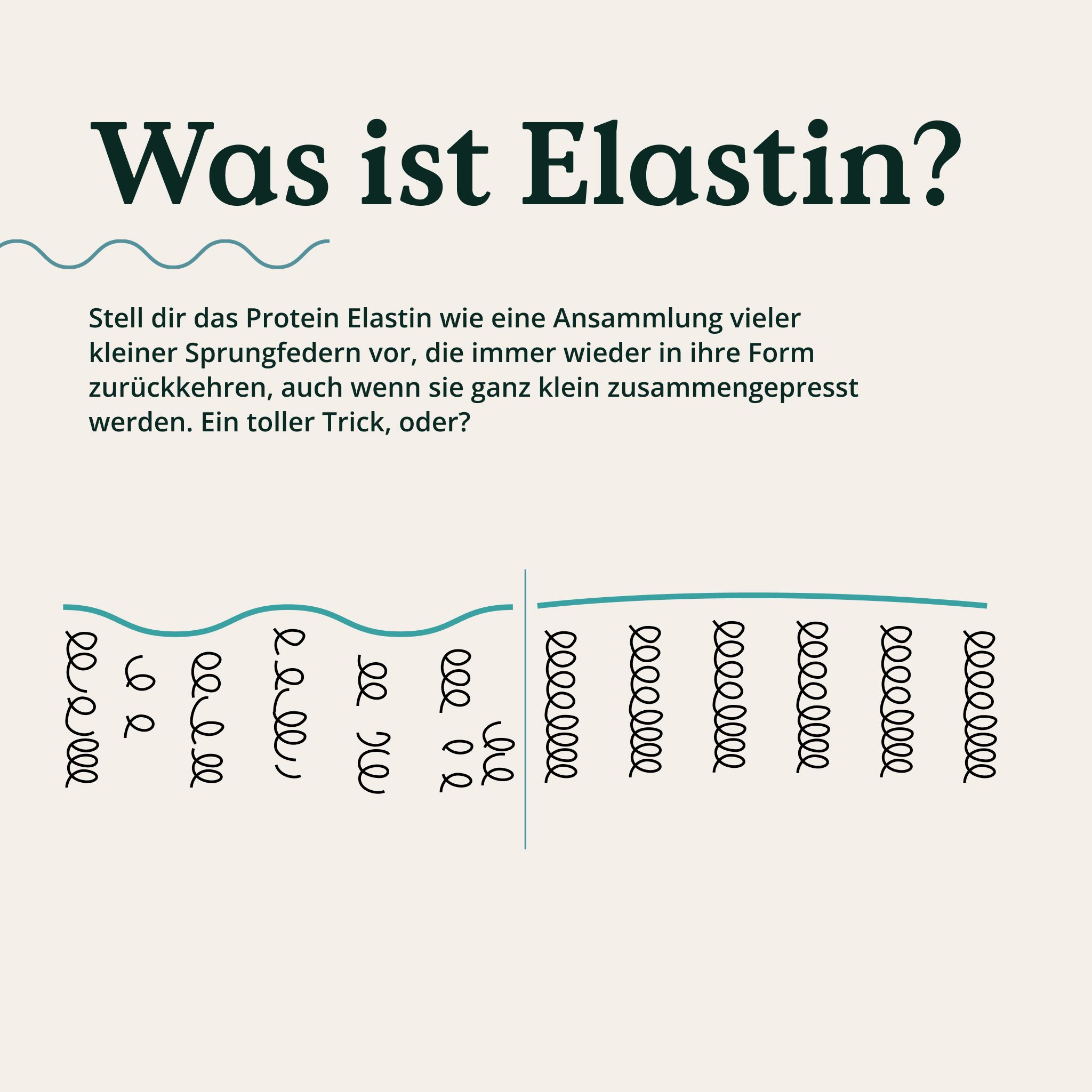 Grafico che illustra l'elastina come piccole molle che ritornano alla loro forma.