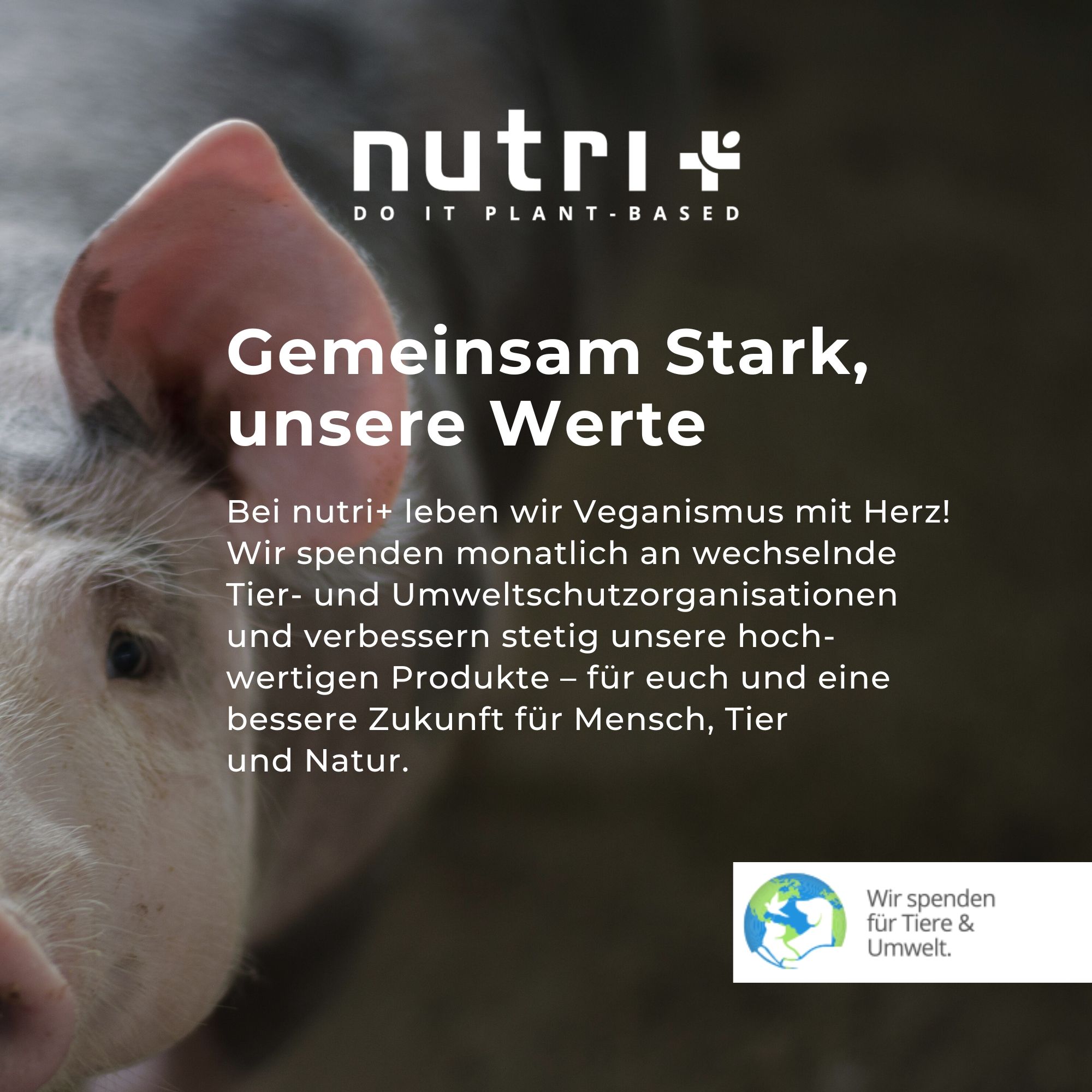 nutri+ Box di Campioni di Proteine Vegane 3K II