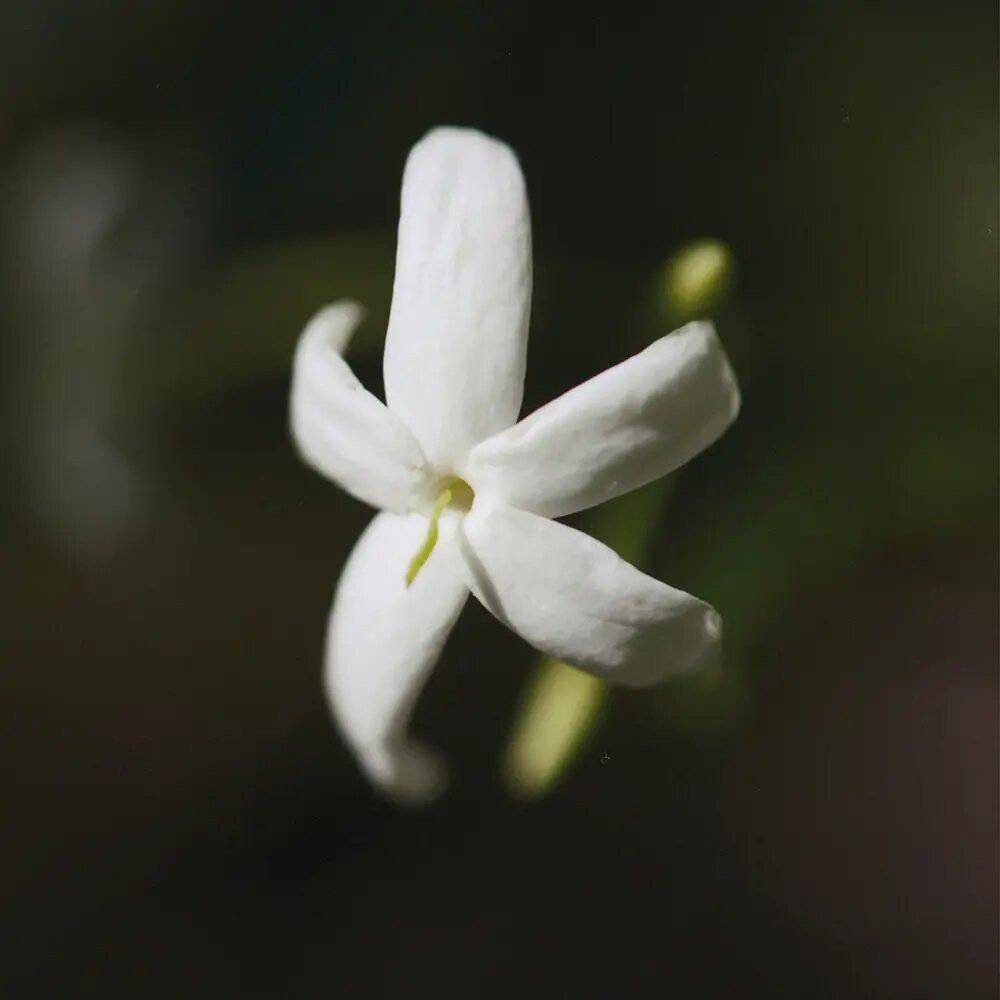 Primo piano di un fiore di gelsomino bianco a cinque petali. Sfondo scuro.