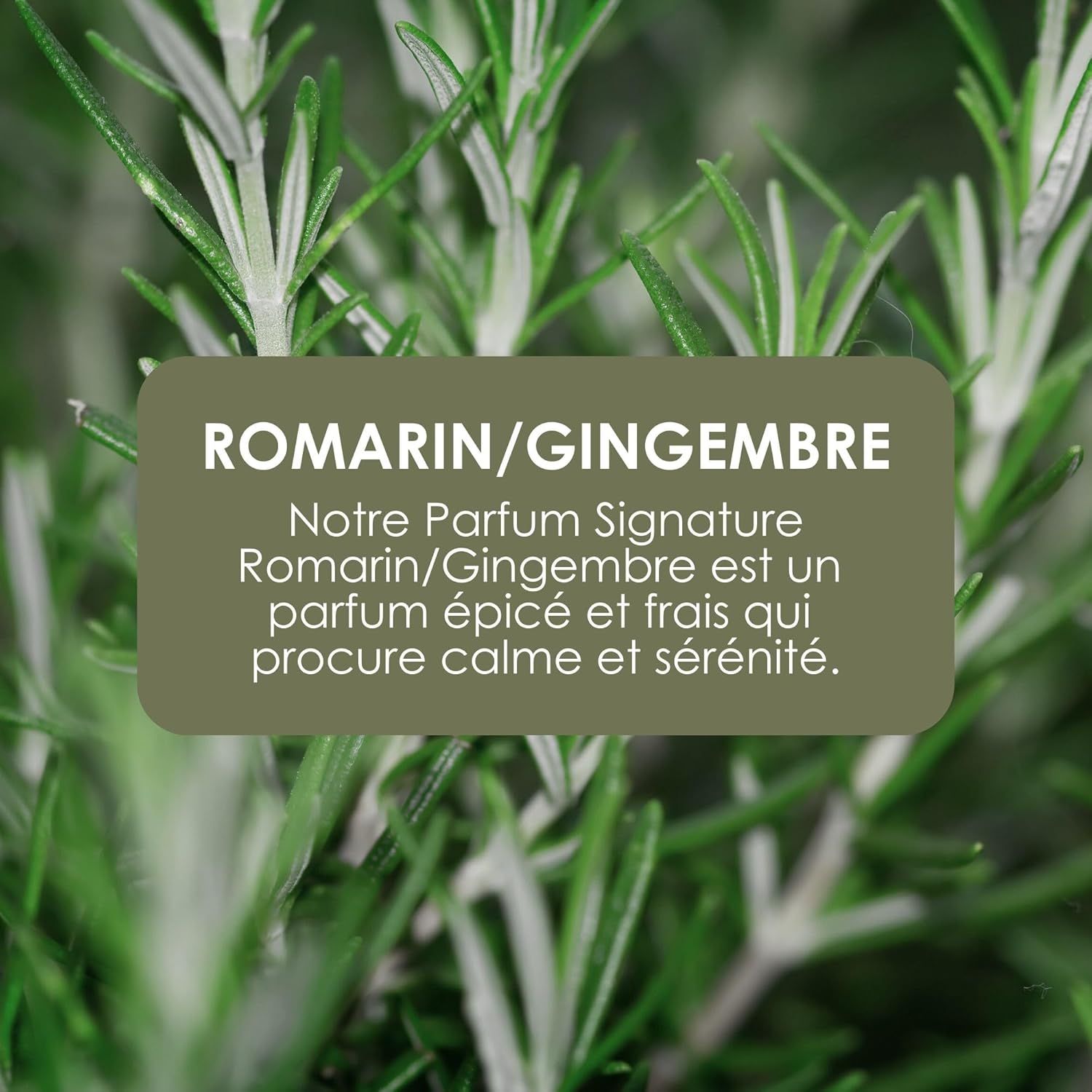 Testo: ROMARIN/GINGEMBRE. Il nostro profumo Signature Romarin/Gingembre è una fragranza speziata e fresca.