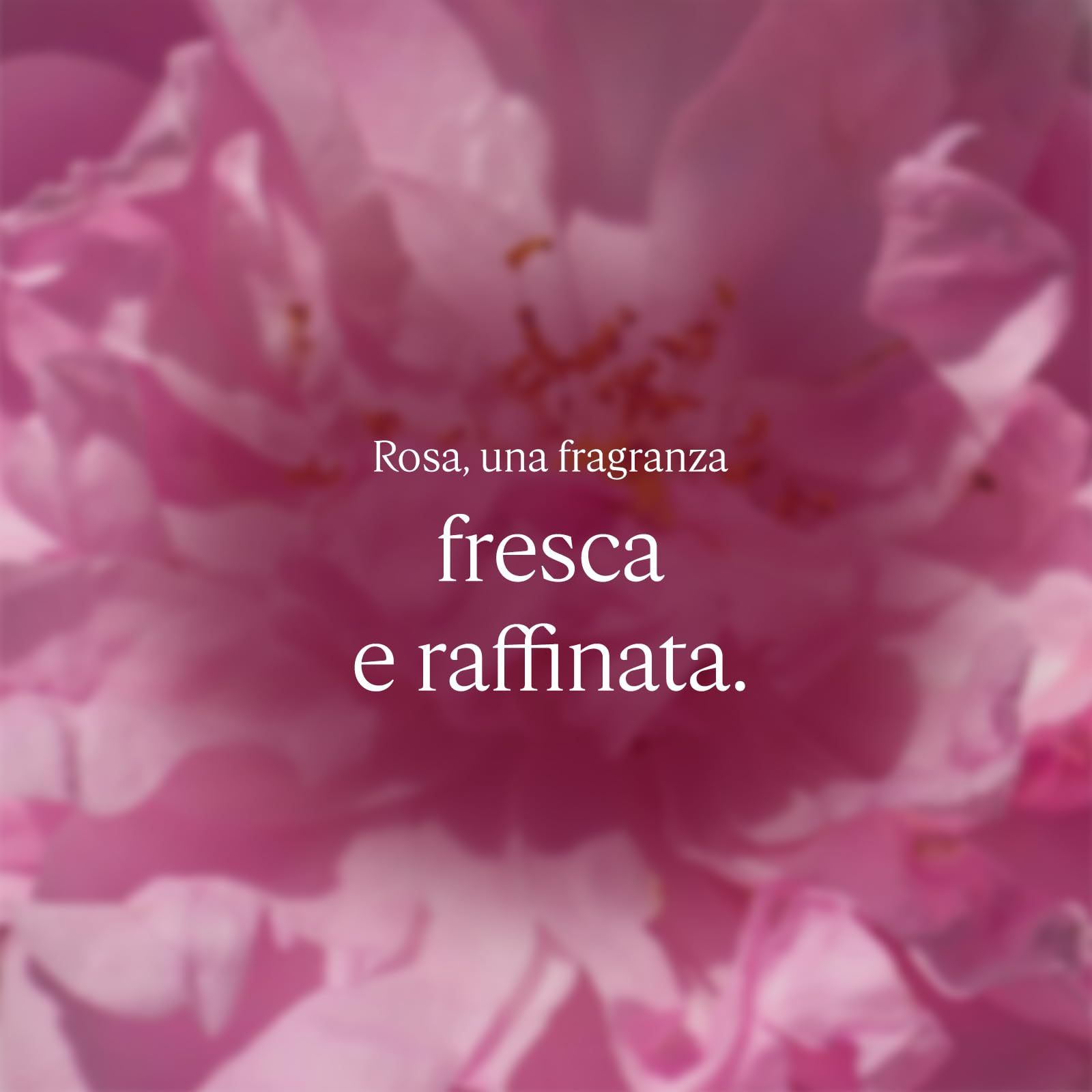 L'Occitane Rose Hand Cream