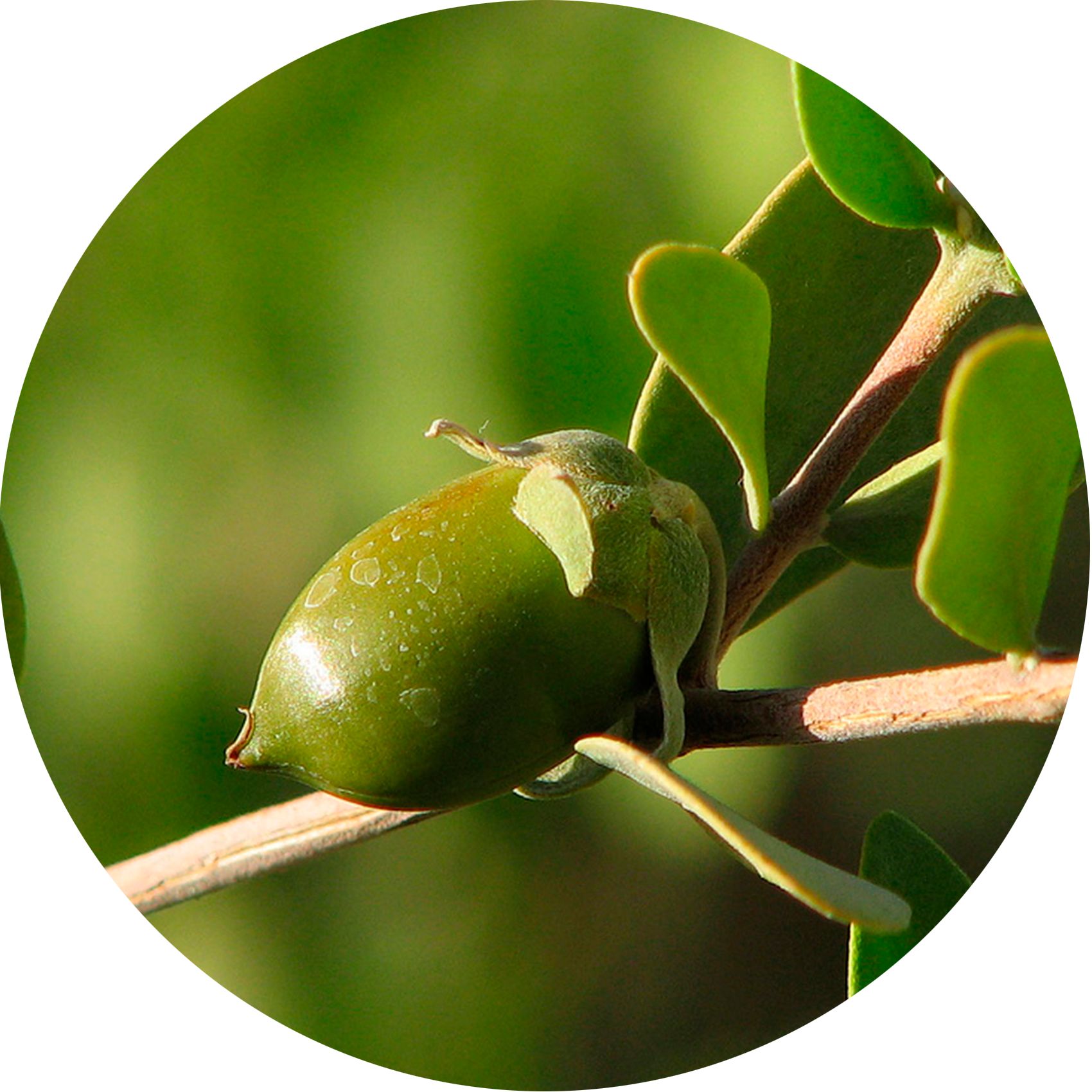 Immagine rotonda di un frutto verde su un ramo con foglie. Colore verde, forma ovale.