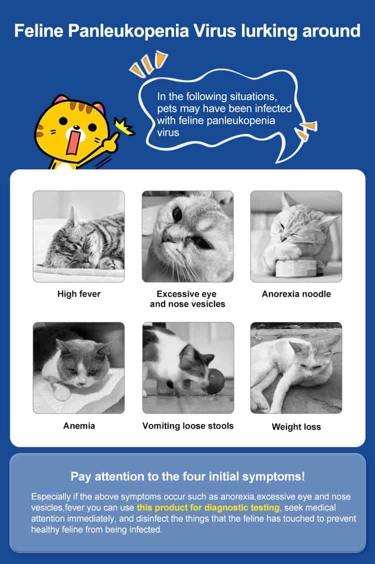 Informazioni sui sintomi del virus della panleucopenia felina nei gatti con illustrazioni.