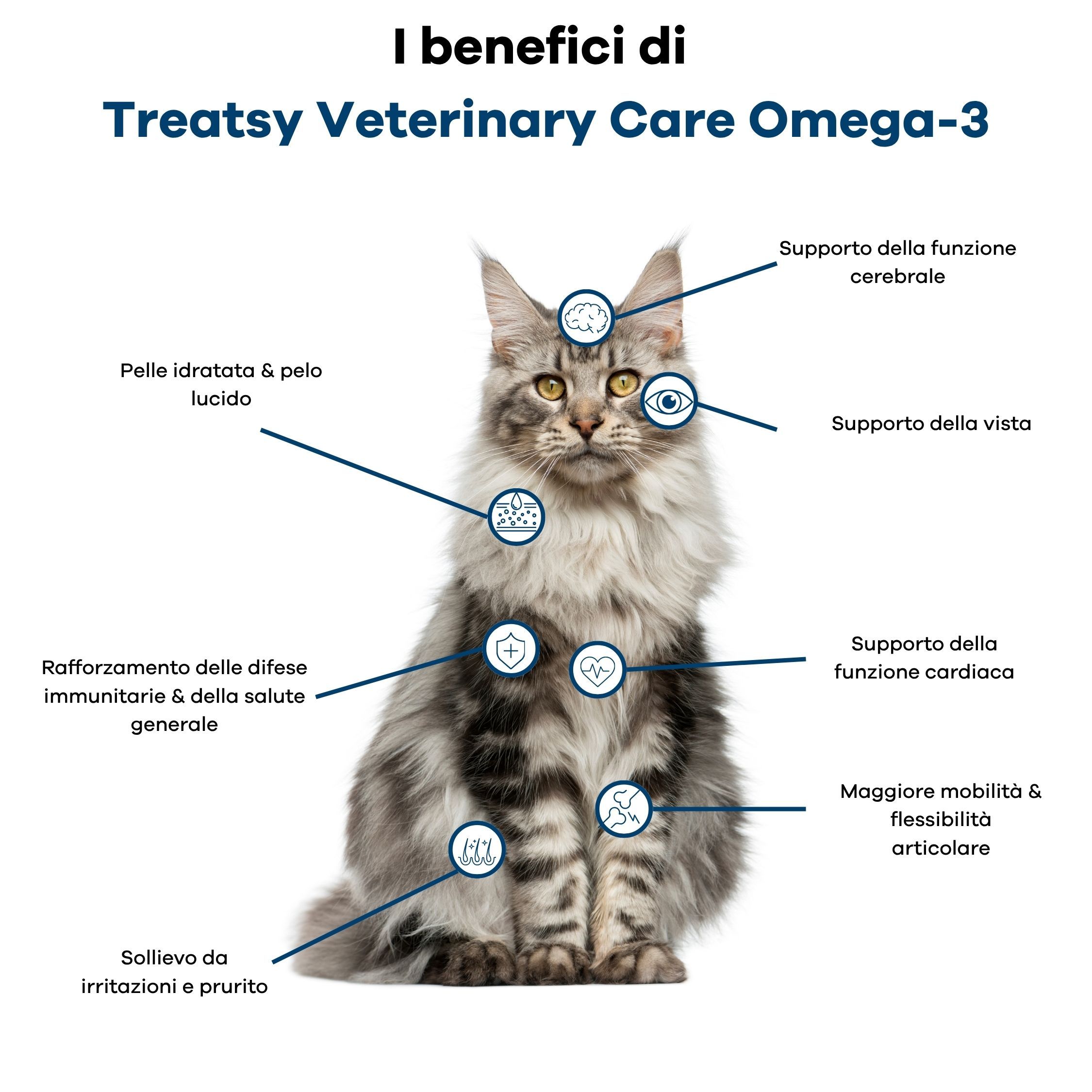 Un gatto Maine Coon seduto è descritto con icone per le funzioni cerebrali, visive, della pelle, immunitarie, cardiache e articolari.