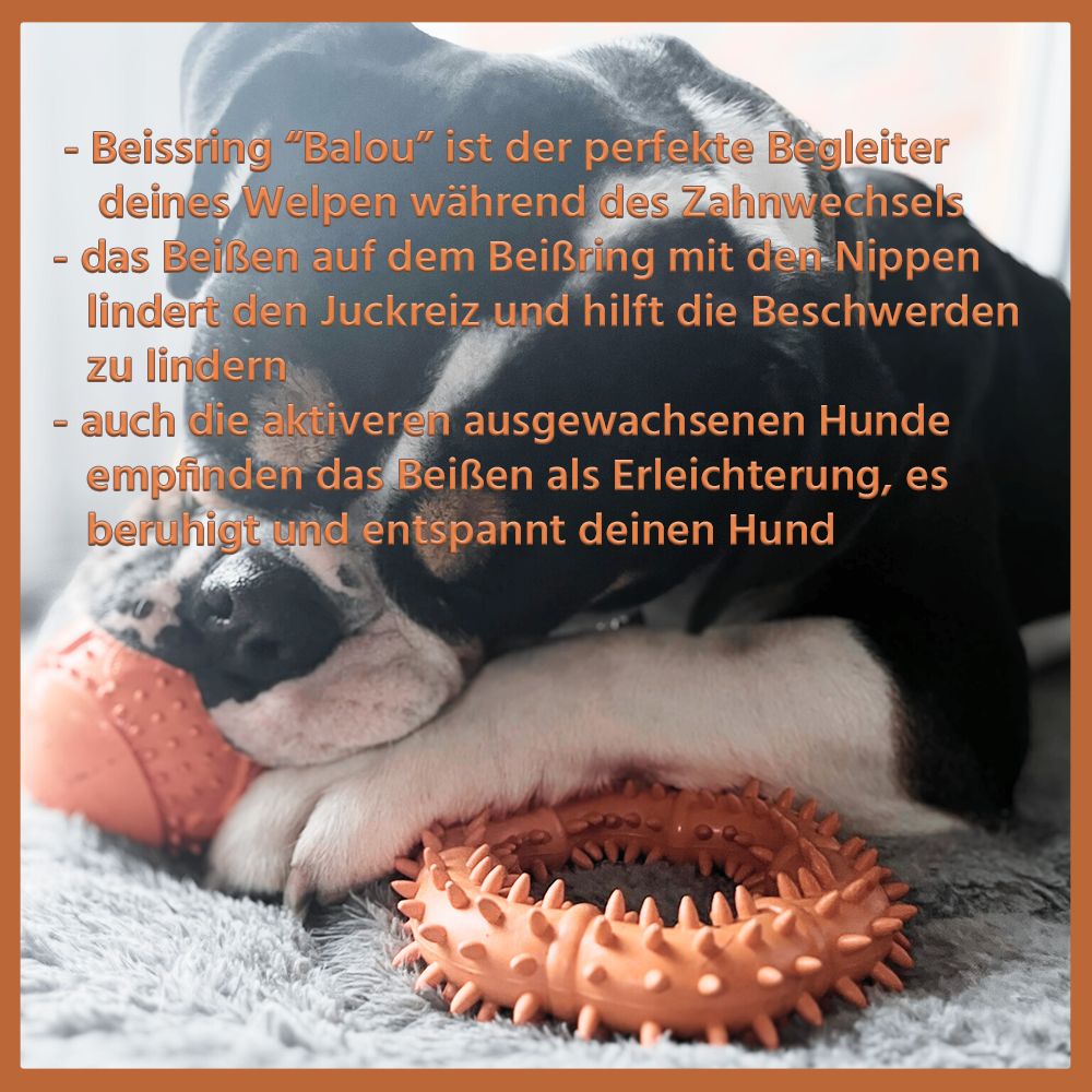 Cane accanto all'anello di dentizione "Balou". Anello arancione con borchie. Testo sui vantaggi dell'anello.