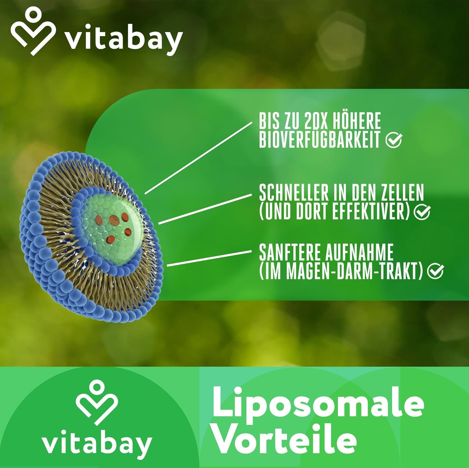 Grafica mostra un liposoma. Testo: Fino a 20x maggiore biodisponibilità, più veloce nelle cellule, assorbimento più delicato.