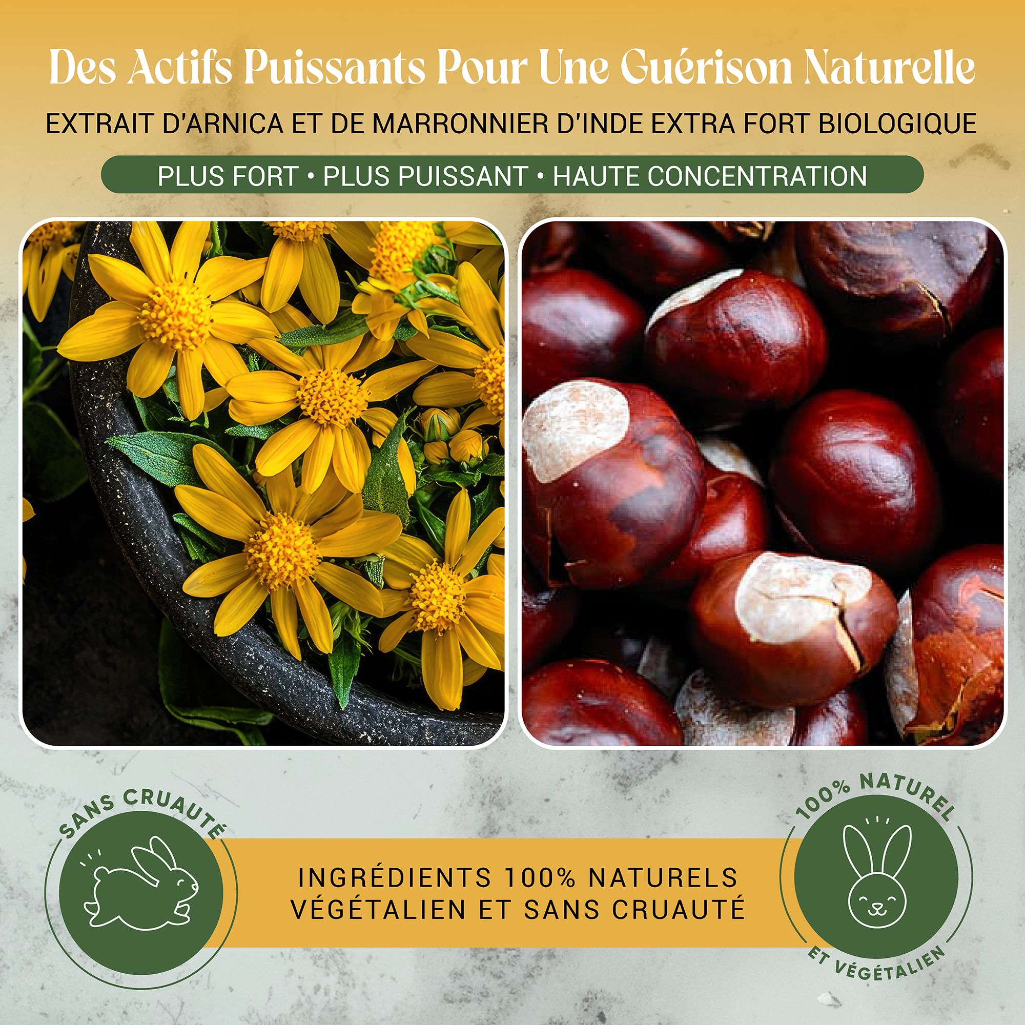 Due immagini: fiori gialli e castagne. Testo: estratto di arnica e ippocastano. Vegano, senza crudeltà.